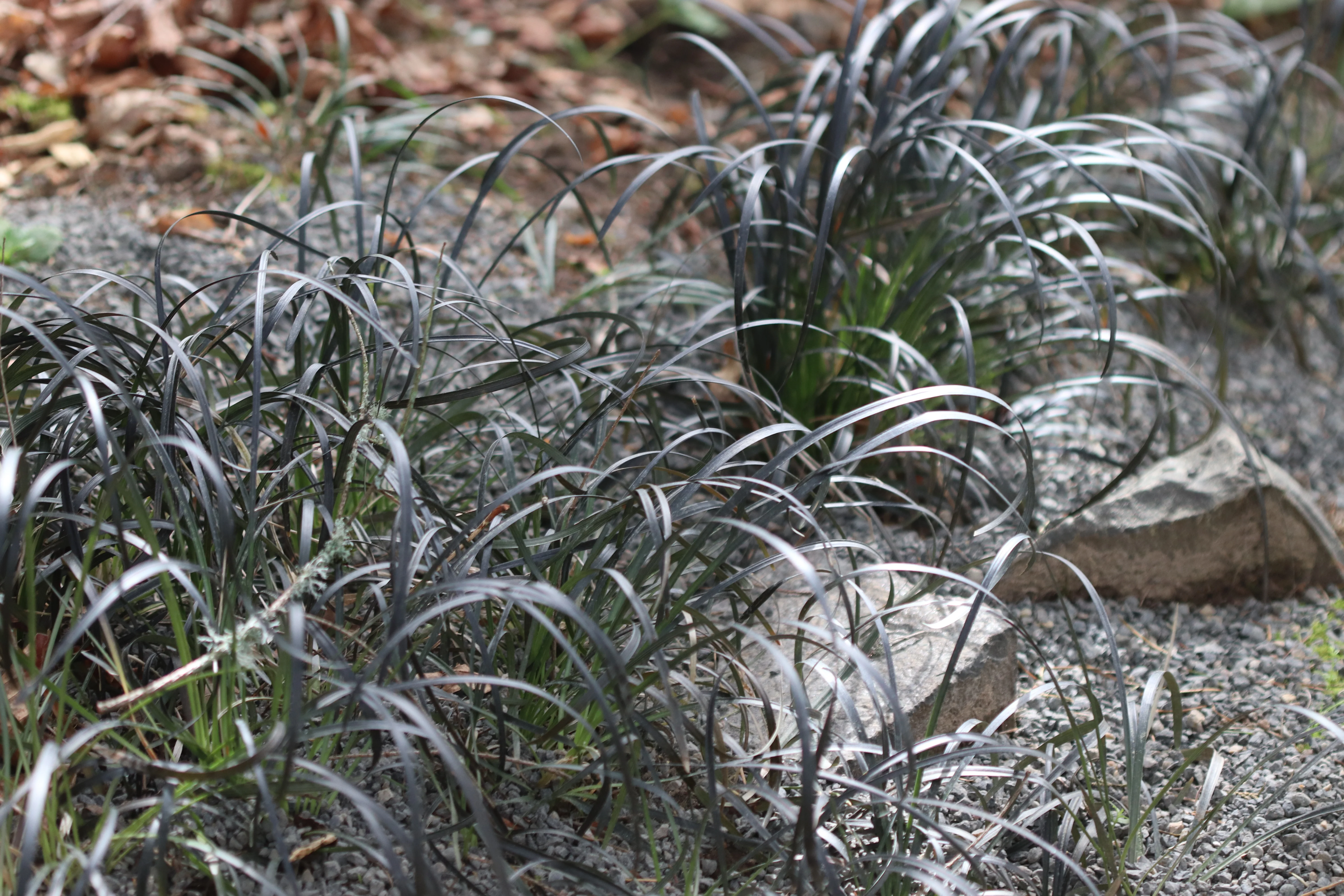 Ophiopogon planiscapus 'Nigrescens Maxima' - Image 2