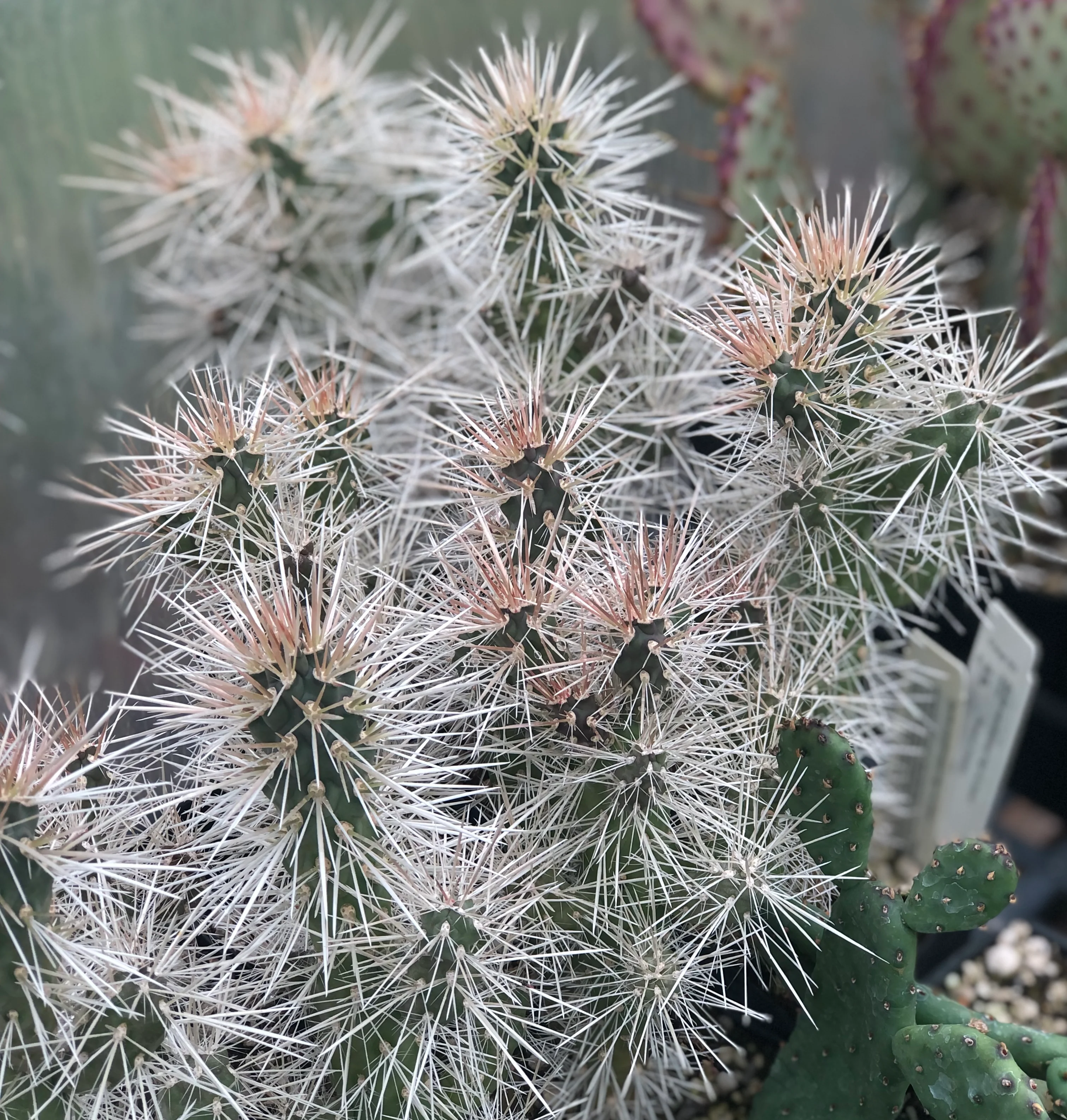Opuntia acanthocarpa 'High Ho Silver' - Image 2