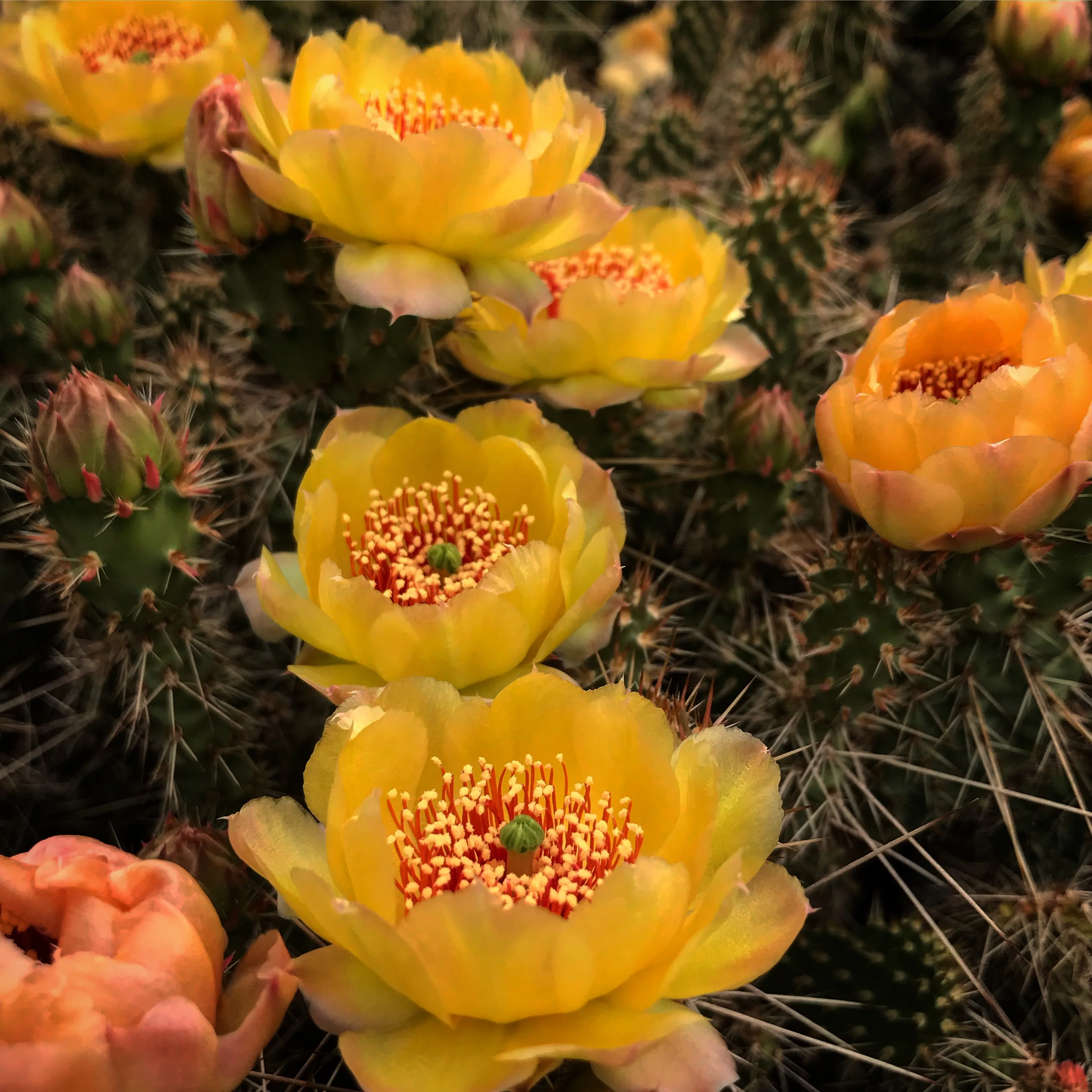 Opuntia 'Achy Breaky' - Image 2