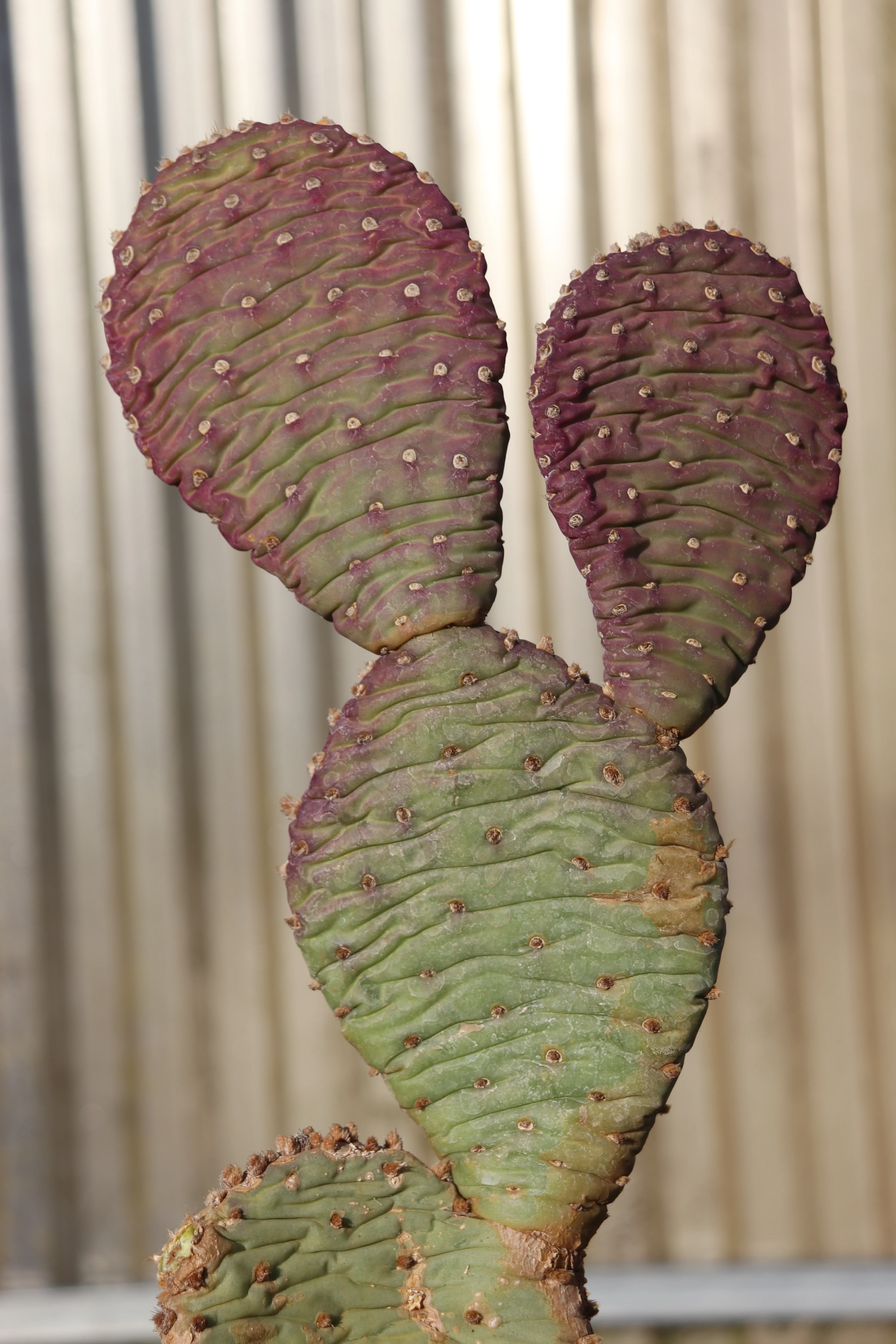 Opuntia aurea 'Coombes Winter Glow' - Image 2