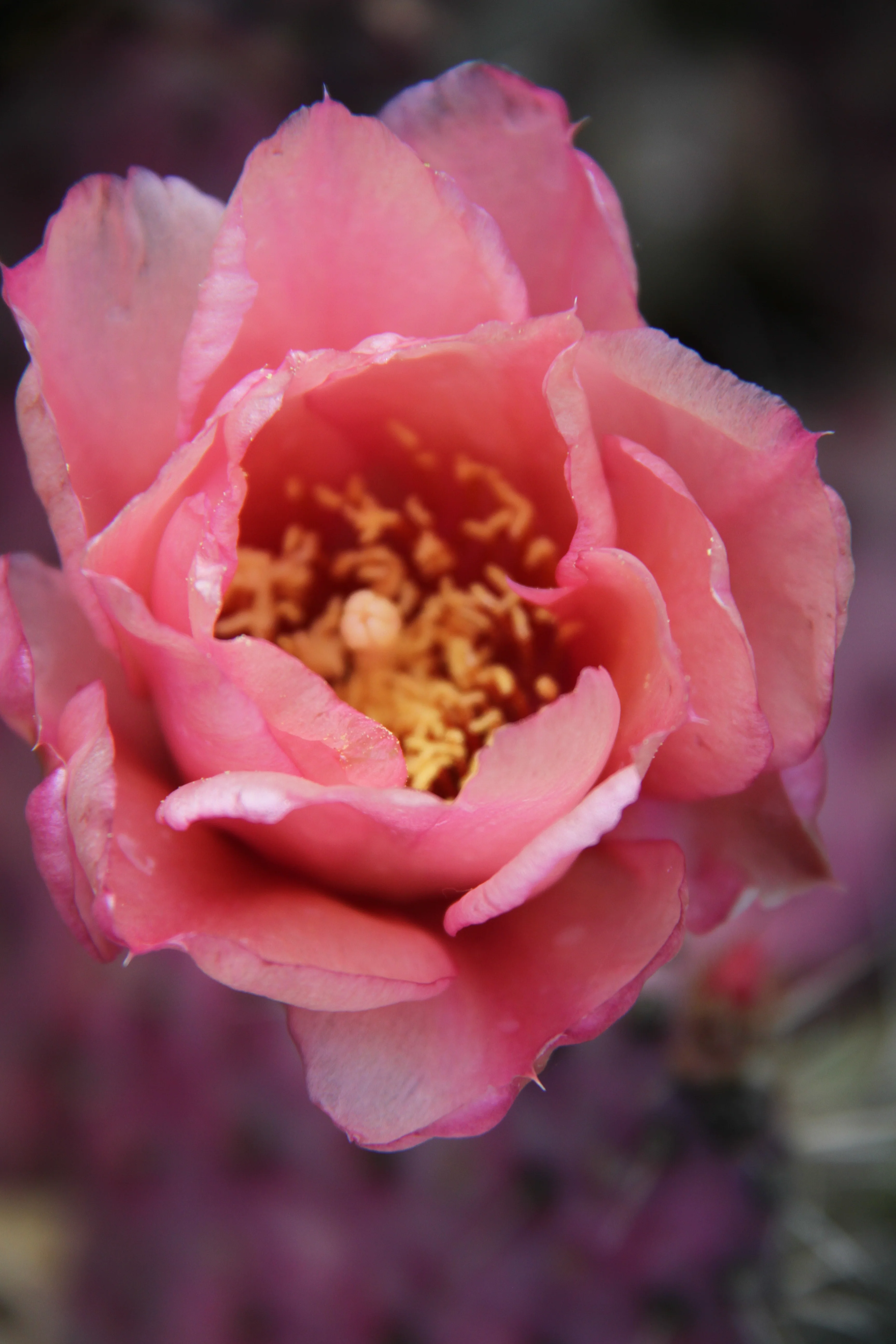Opuntia 'Baby Rita'