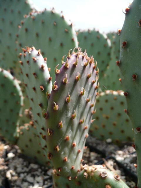 Opuntia basilaris 'Peachy' - Image 2
