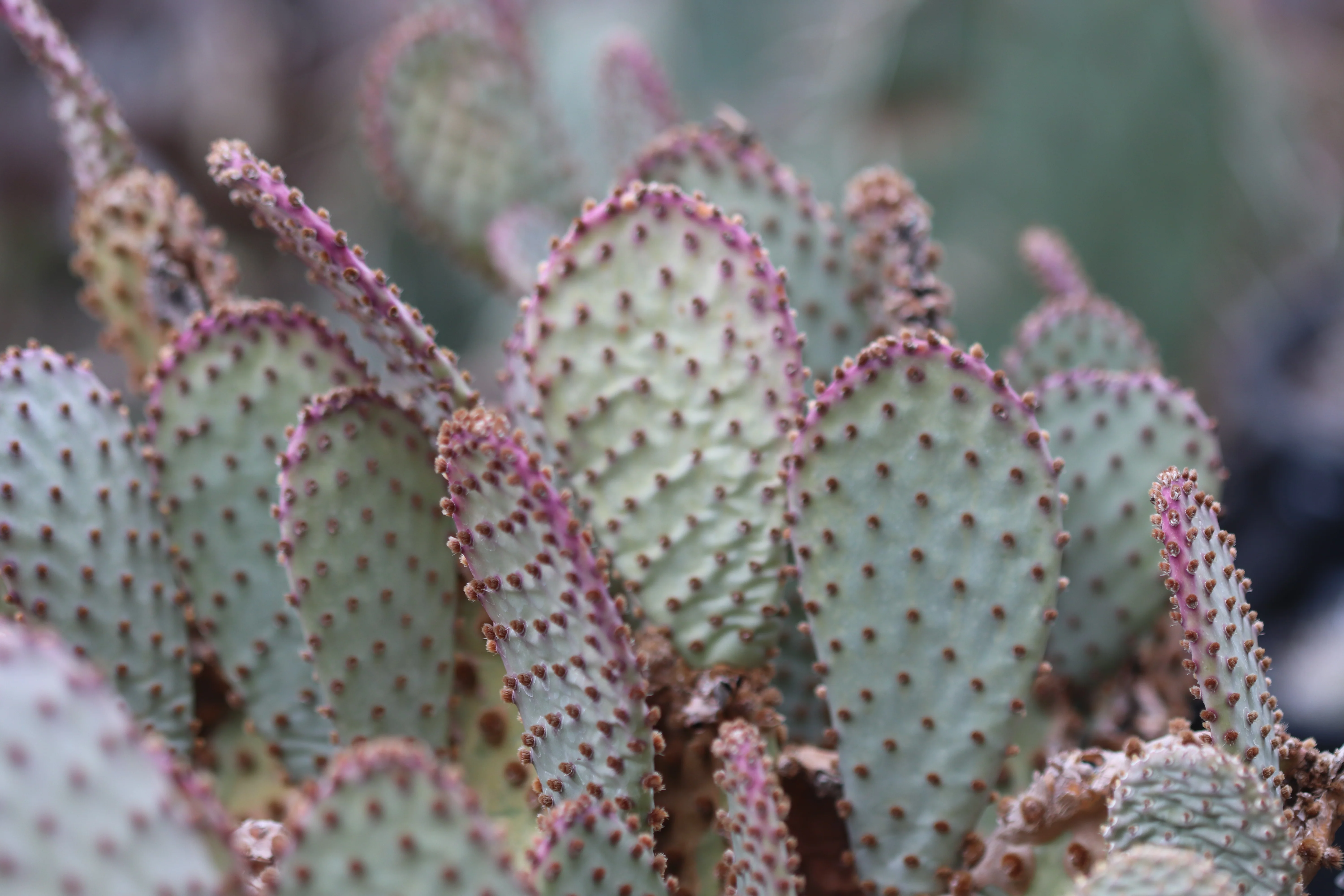 Opuntia basilaris 'Peachy' - Image 3