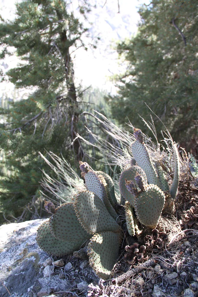 Opuntia basilaris ssp. whitneyana SBH 7775a