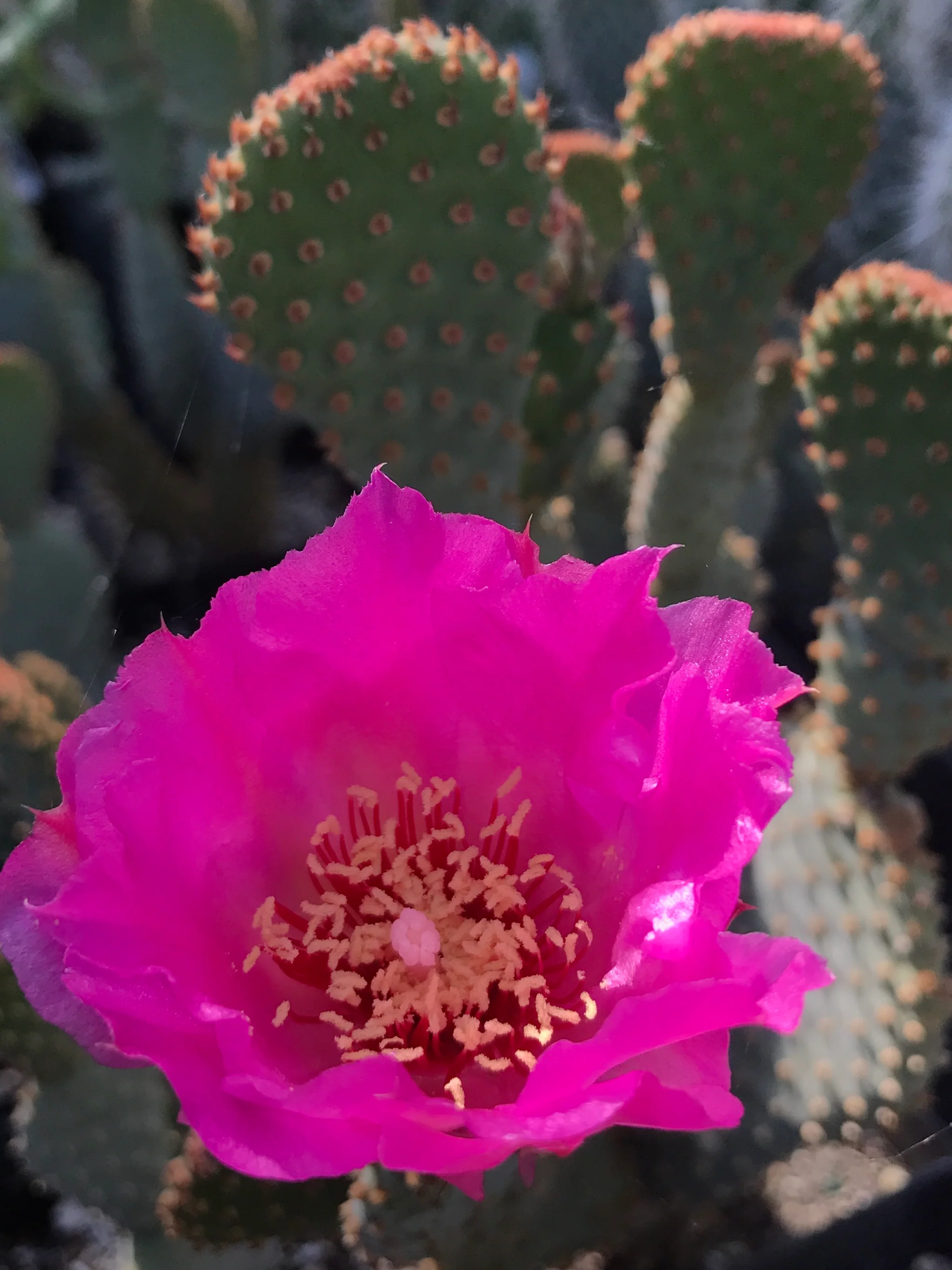 Opuntia basilaris ssp. whitneyana SBH 7775a - Image 2