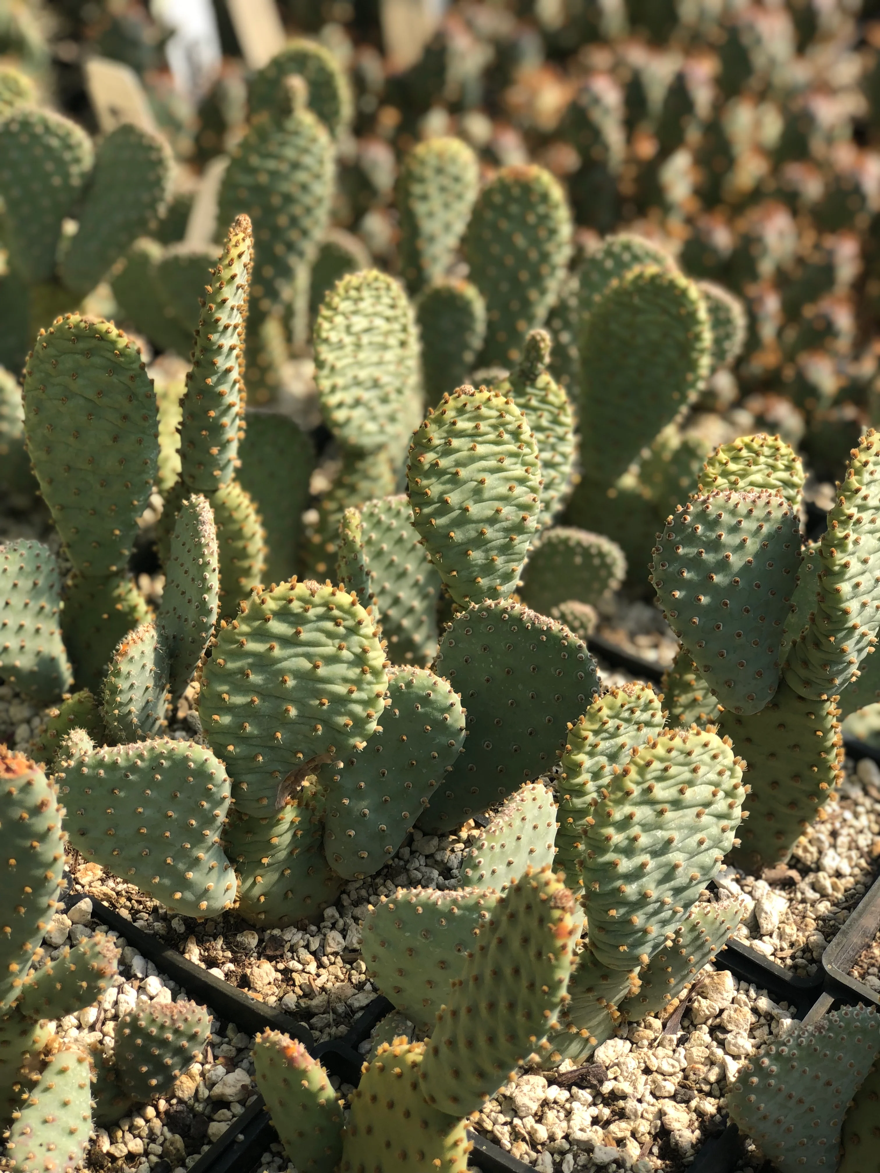 Opuntia basilaris ssp. whitneyana SBH 7775a - Image 3