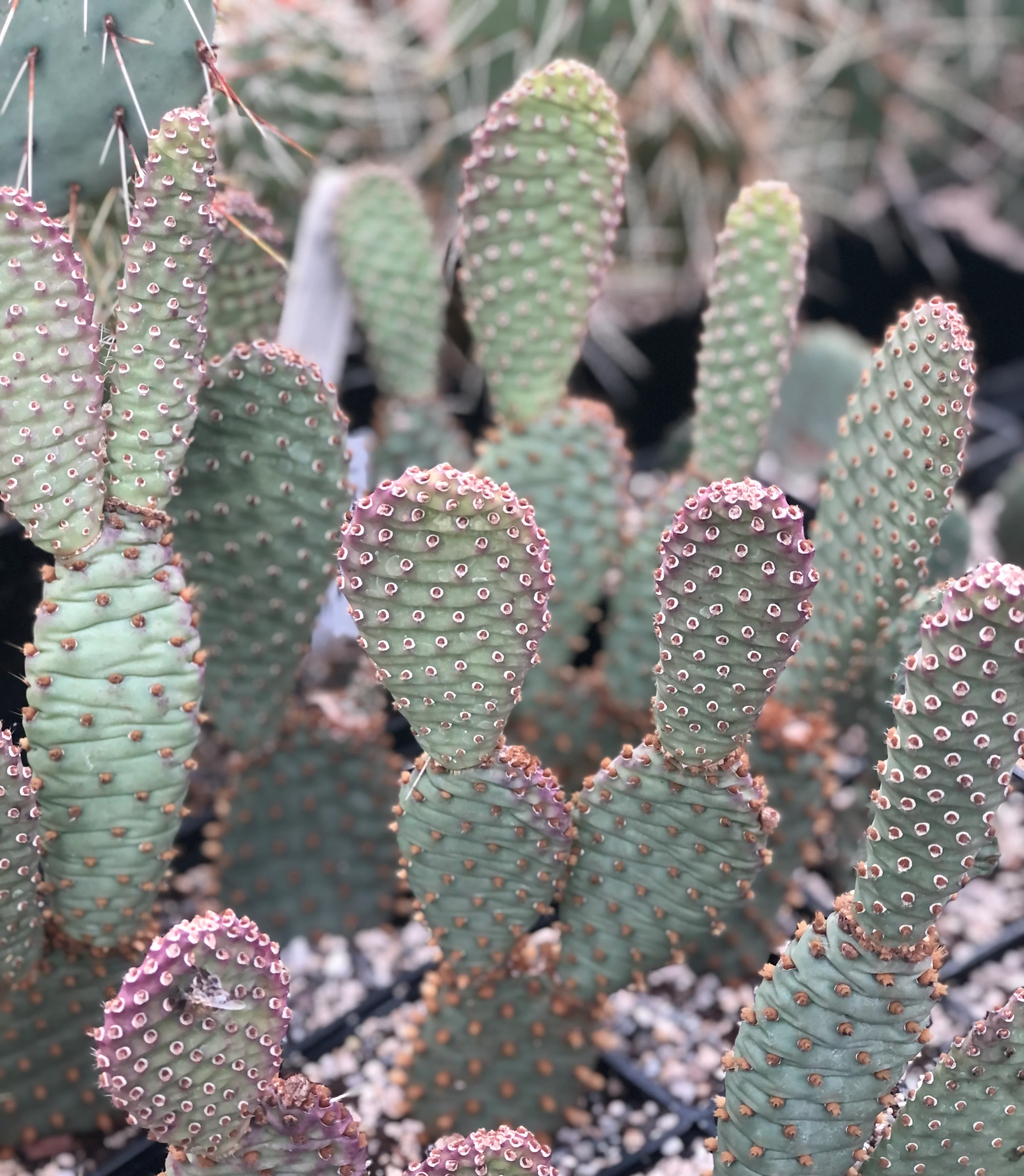 Opuntia basilaris var. aurea 'Red Rocks' - Image 2
