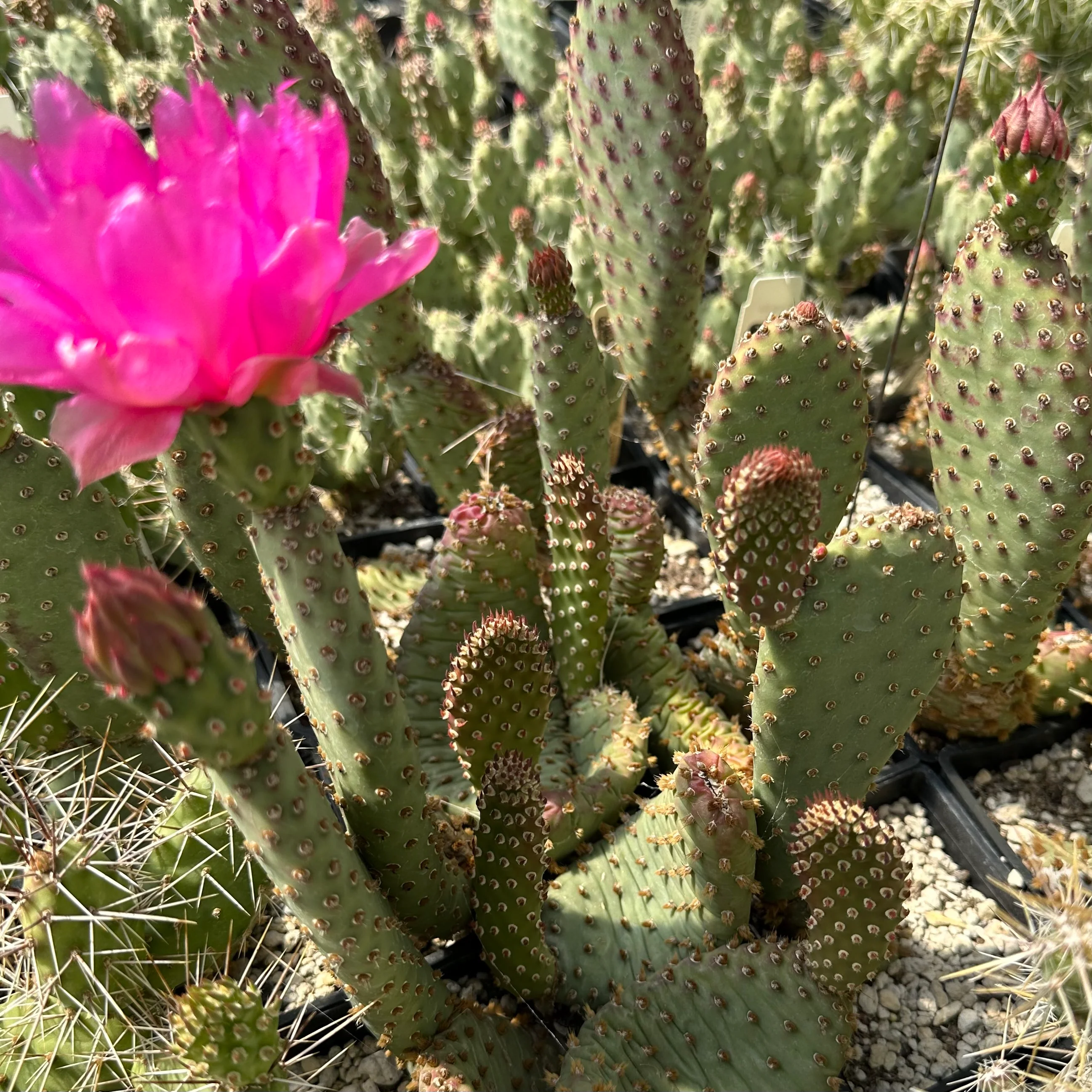 Opuntia basilaris var. aurea 'Red Rocks' - Image 3