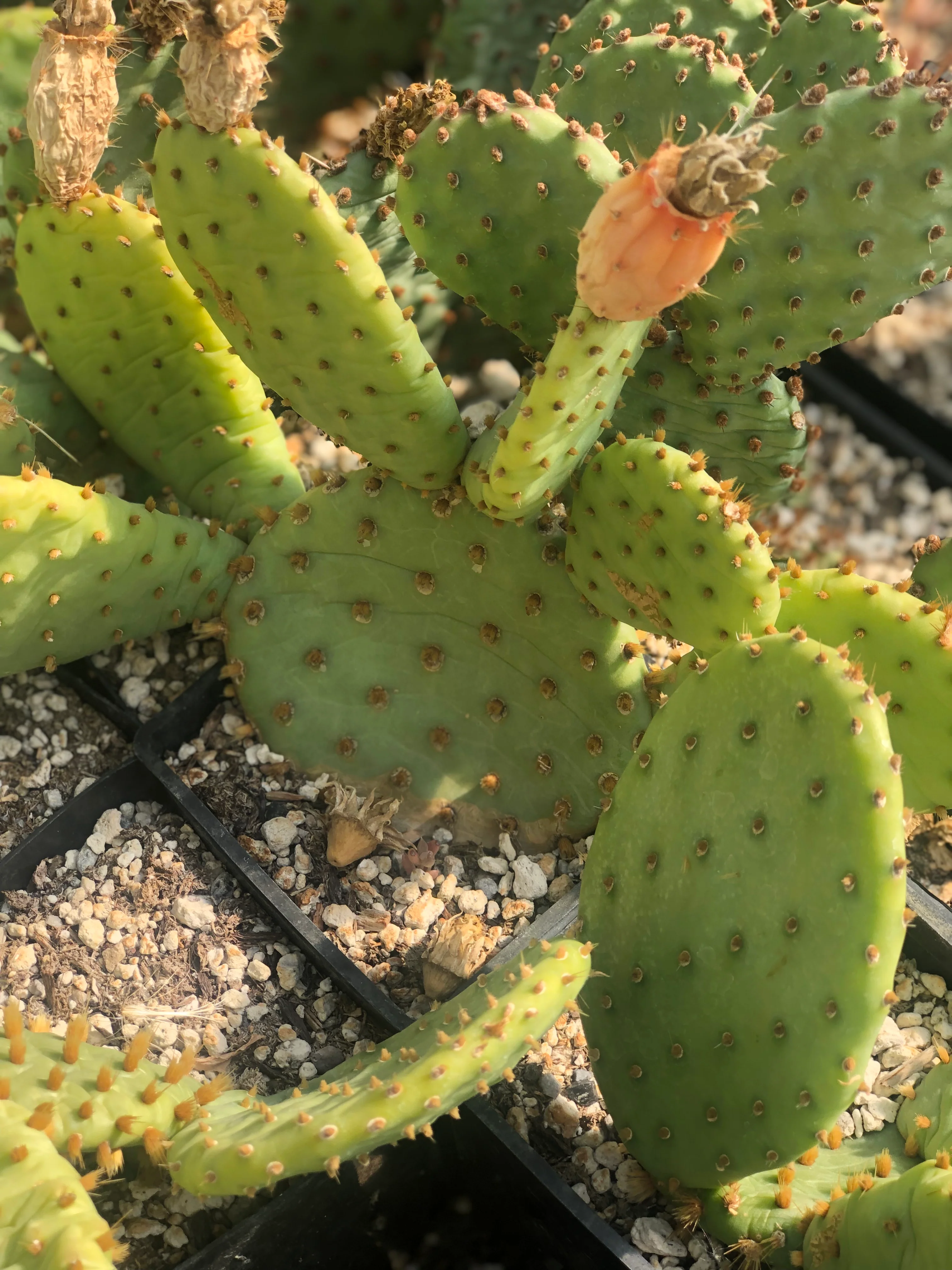 Opuntia 'Cyclops'