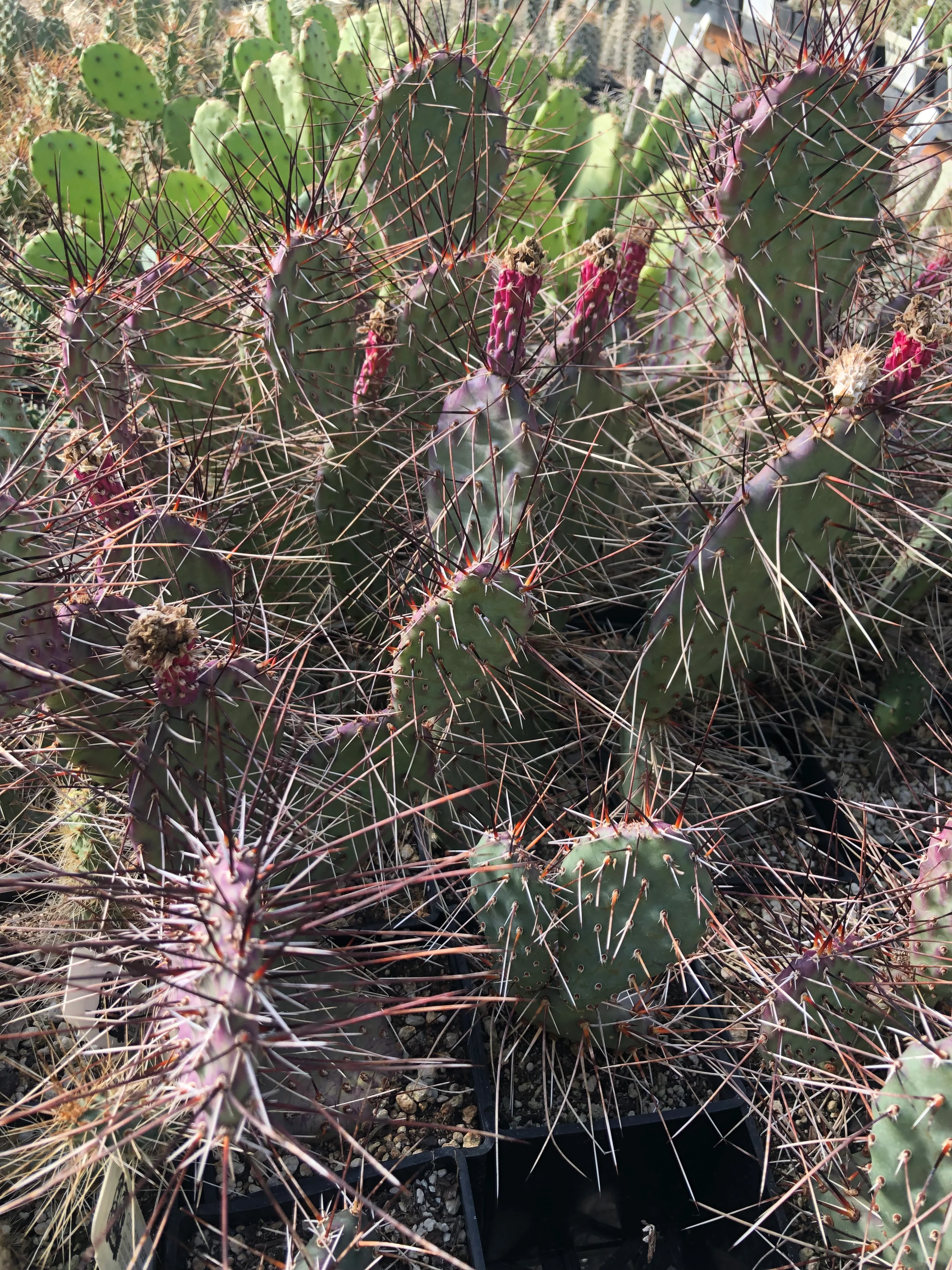 Opuntia 'Dark Knight' - Image 2