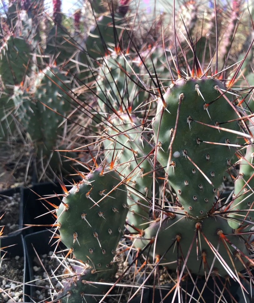 Opuntia 'Dark Knight' - Image 3