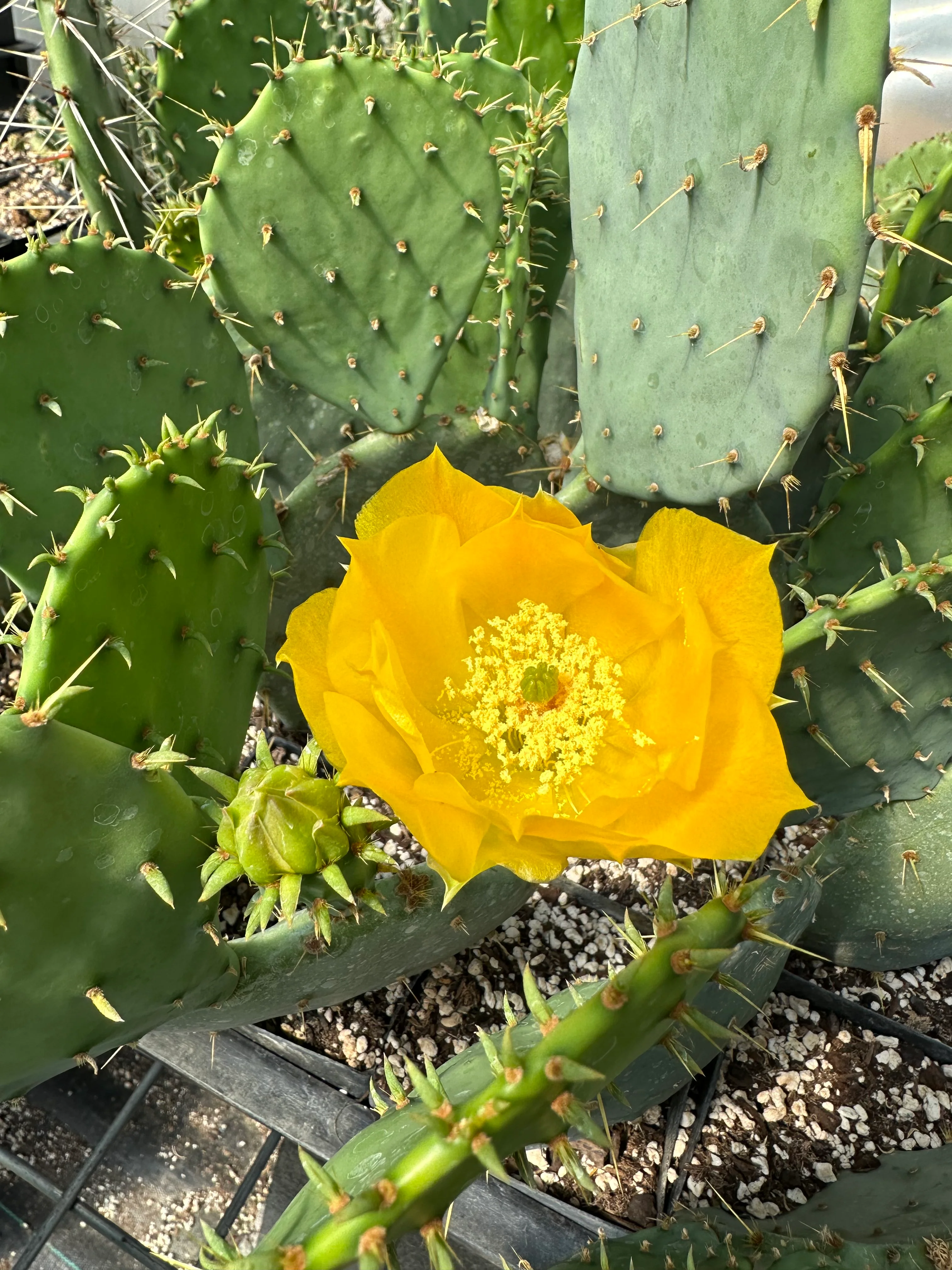Opuntia engelmannii 'O' - Image 3