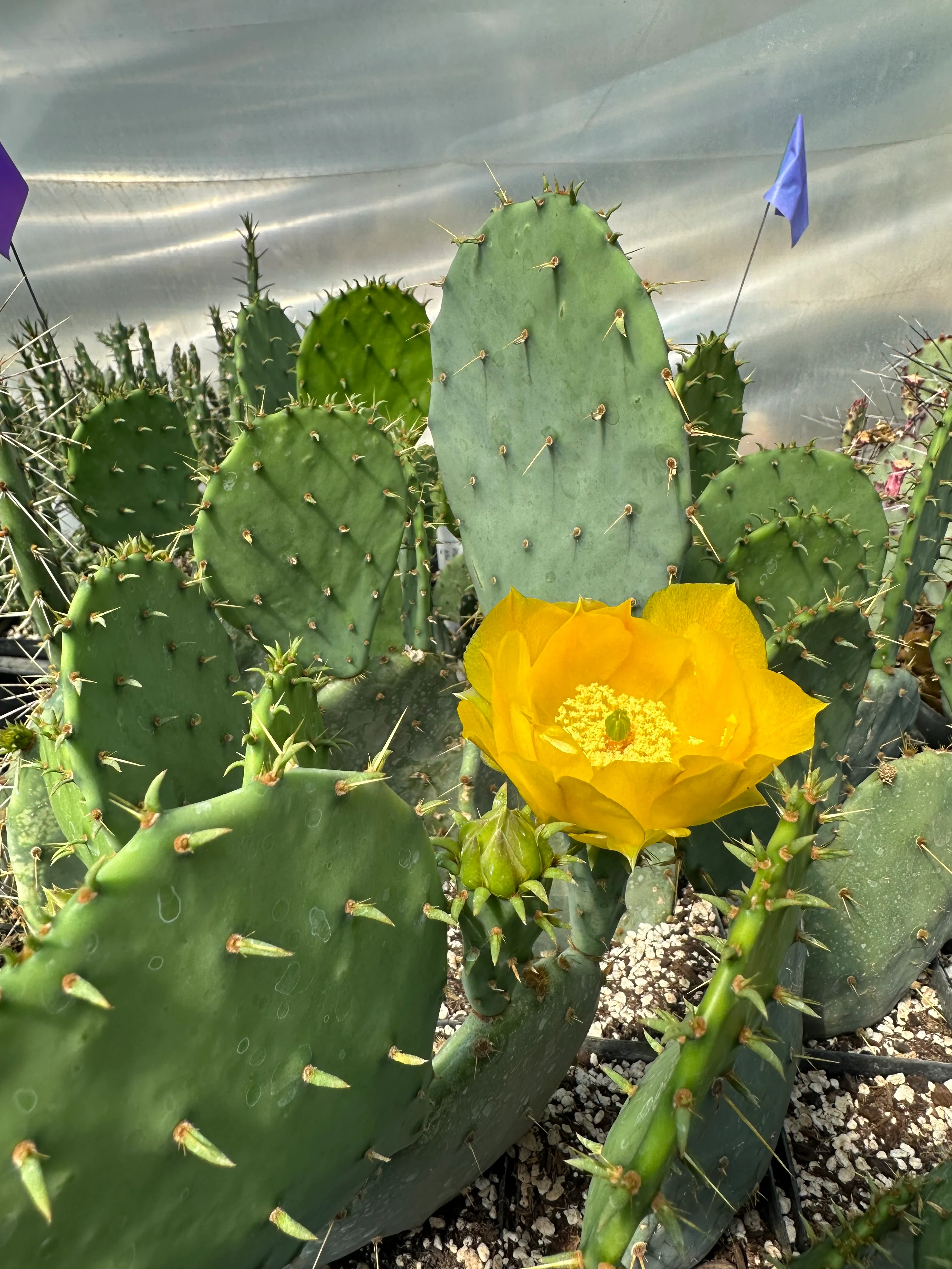 Opuntia engelmannii 'O' - Image 4
