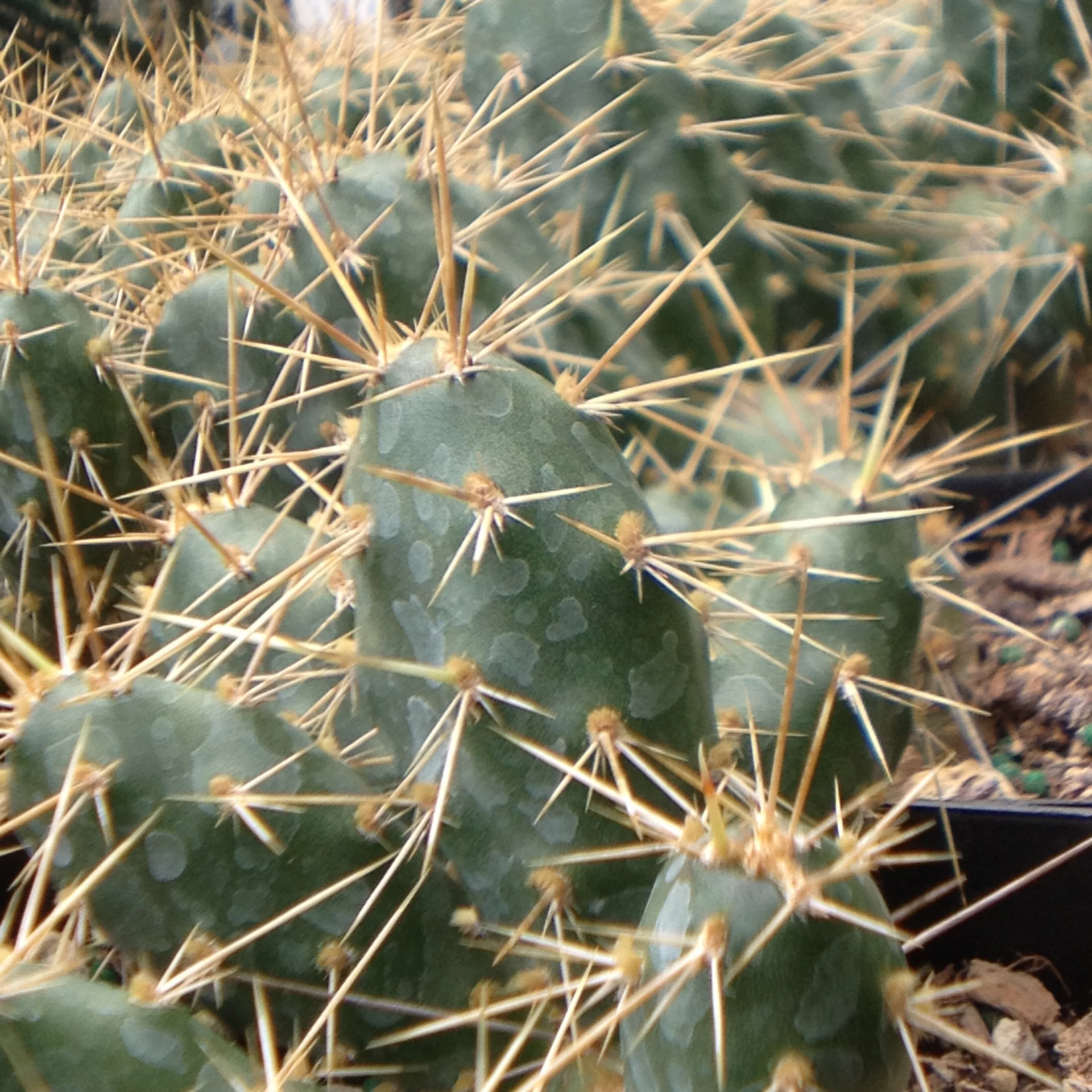 Opuntia erinacea 'Browse Cherry' - Image 3