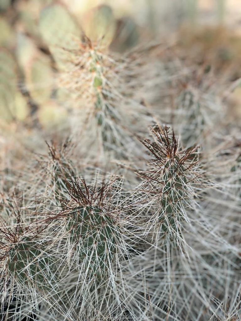 Opuntia erinacea v. ursina 'White Lightning' - Image 2