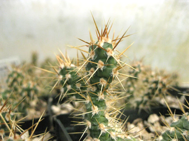 Opuntia fragilis - dwarf golden - Image 2