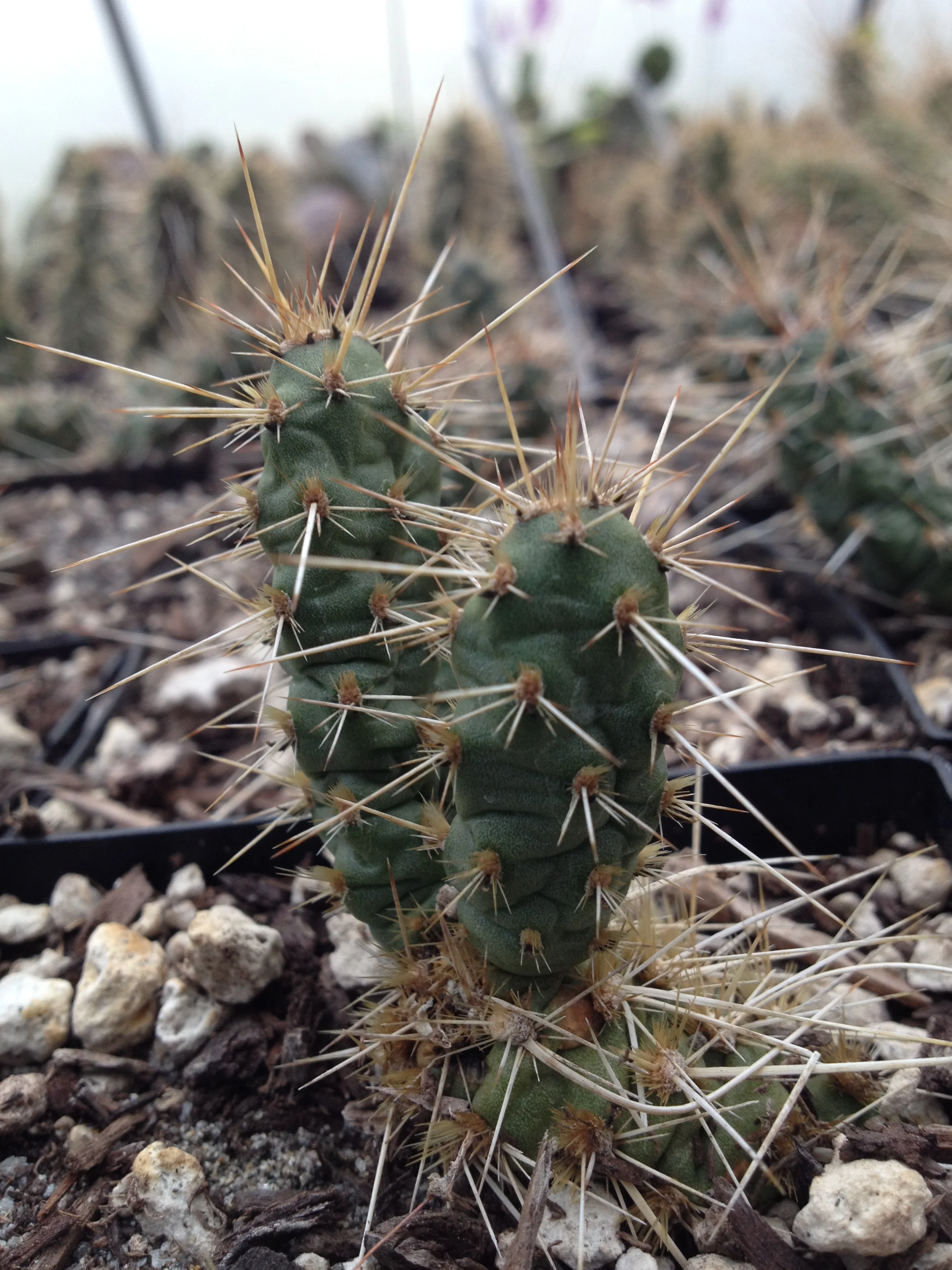 Opuntia fragilis [Salinas Creek] - Image 3