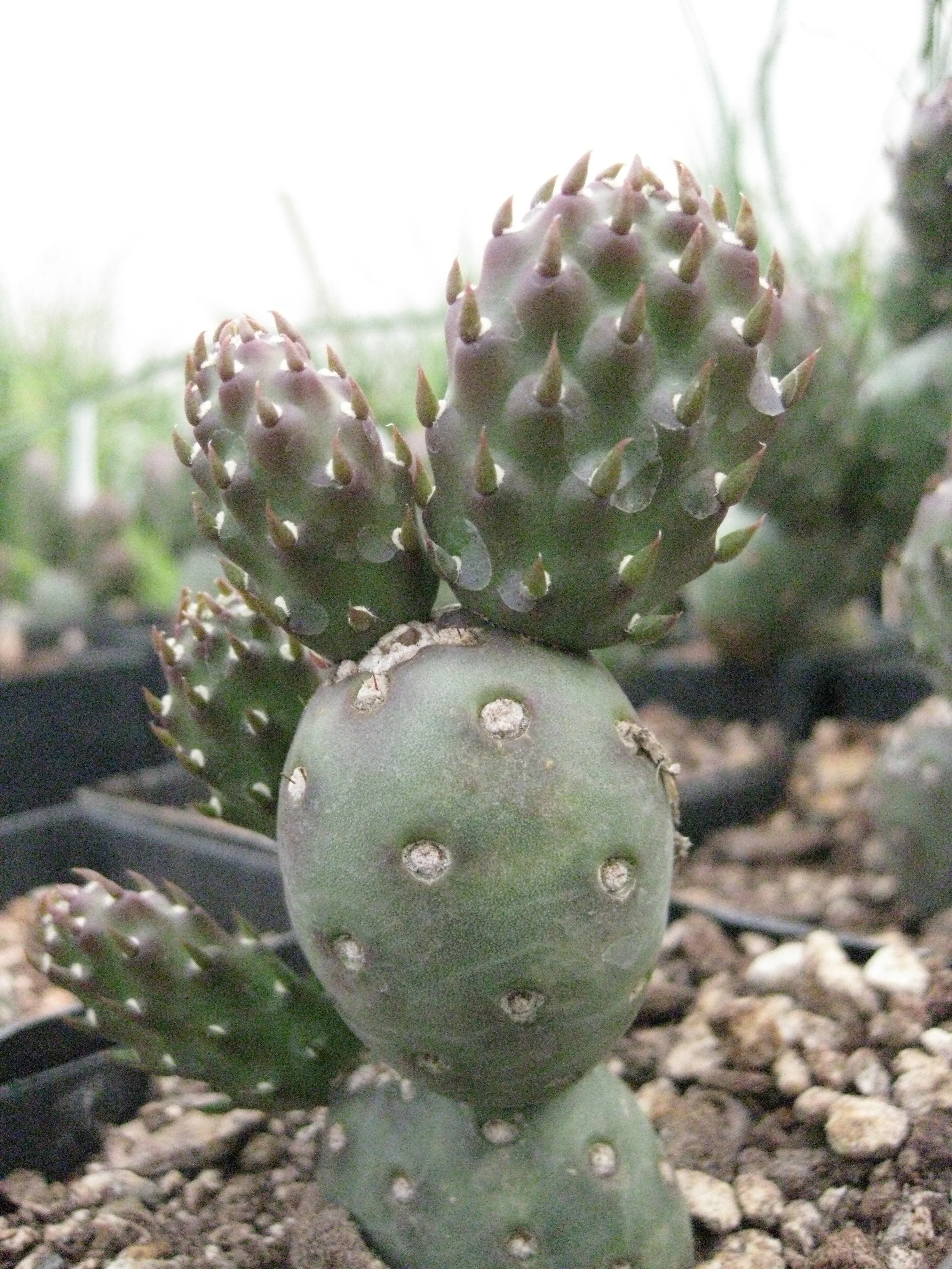 Opuntia fragilis var. denudata 'Potato' - Image 2