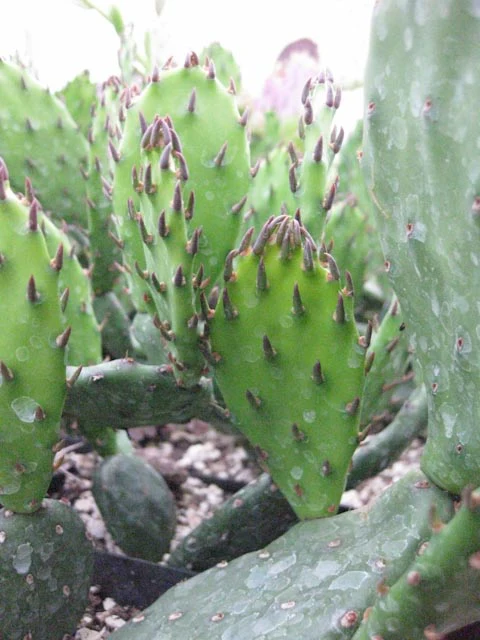 Opuntia humifusa - dwarf from Claude Barr - Image 2