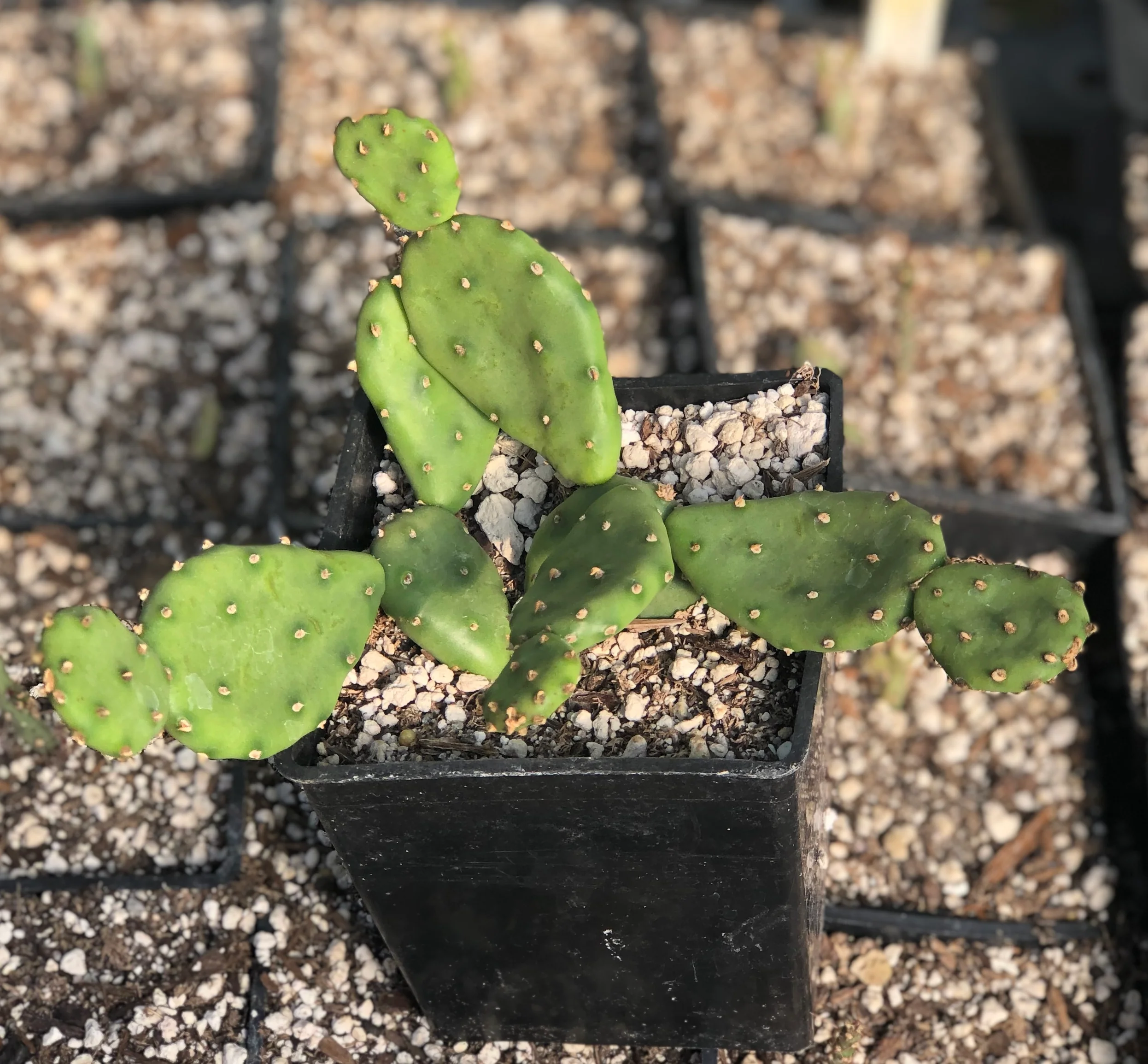 Opuntia humifusa - dwarf from Claude Barr - Image 3