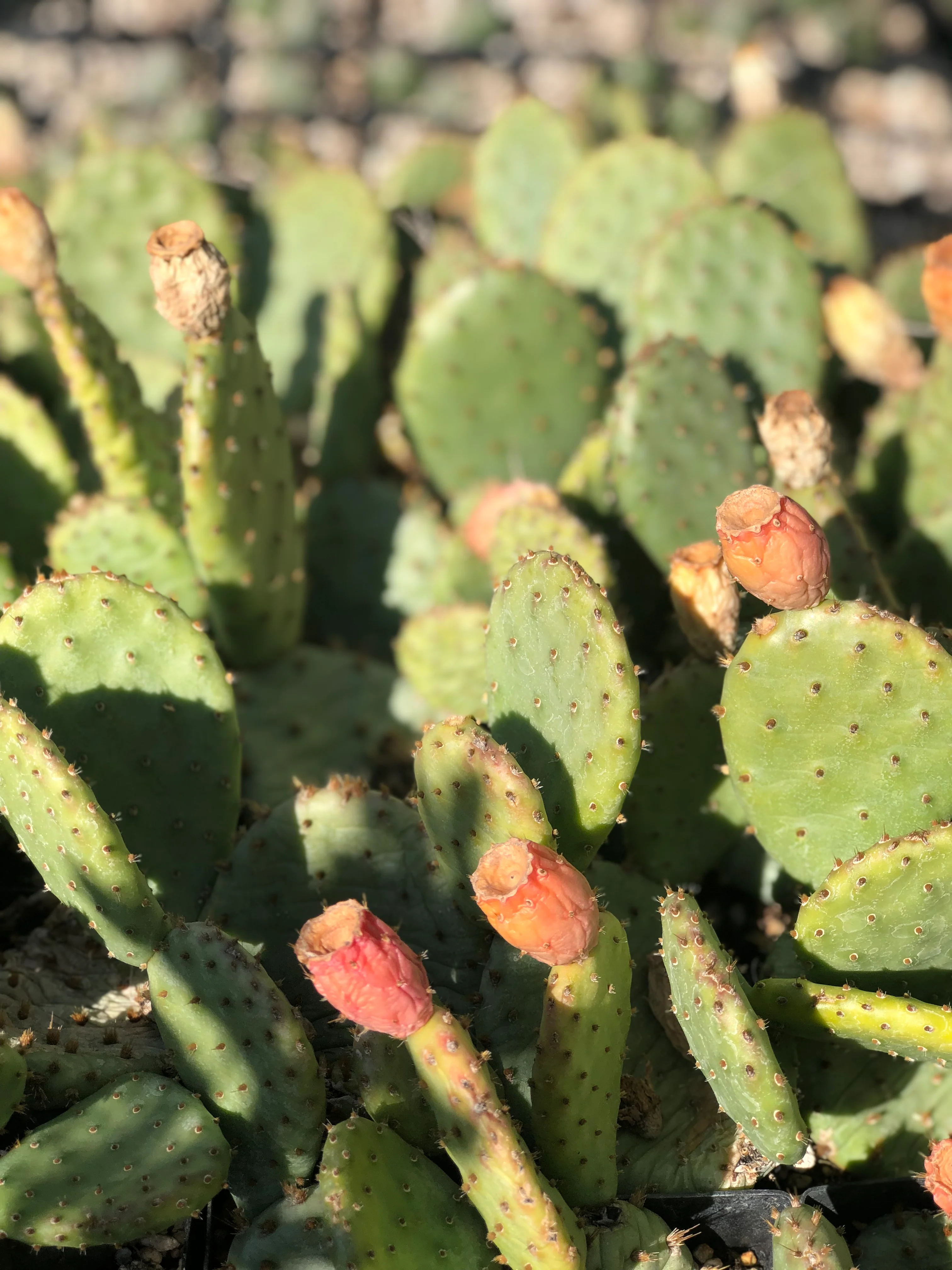 Opuntia humifusa - North Carolina - Image 2