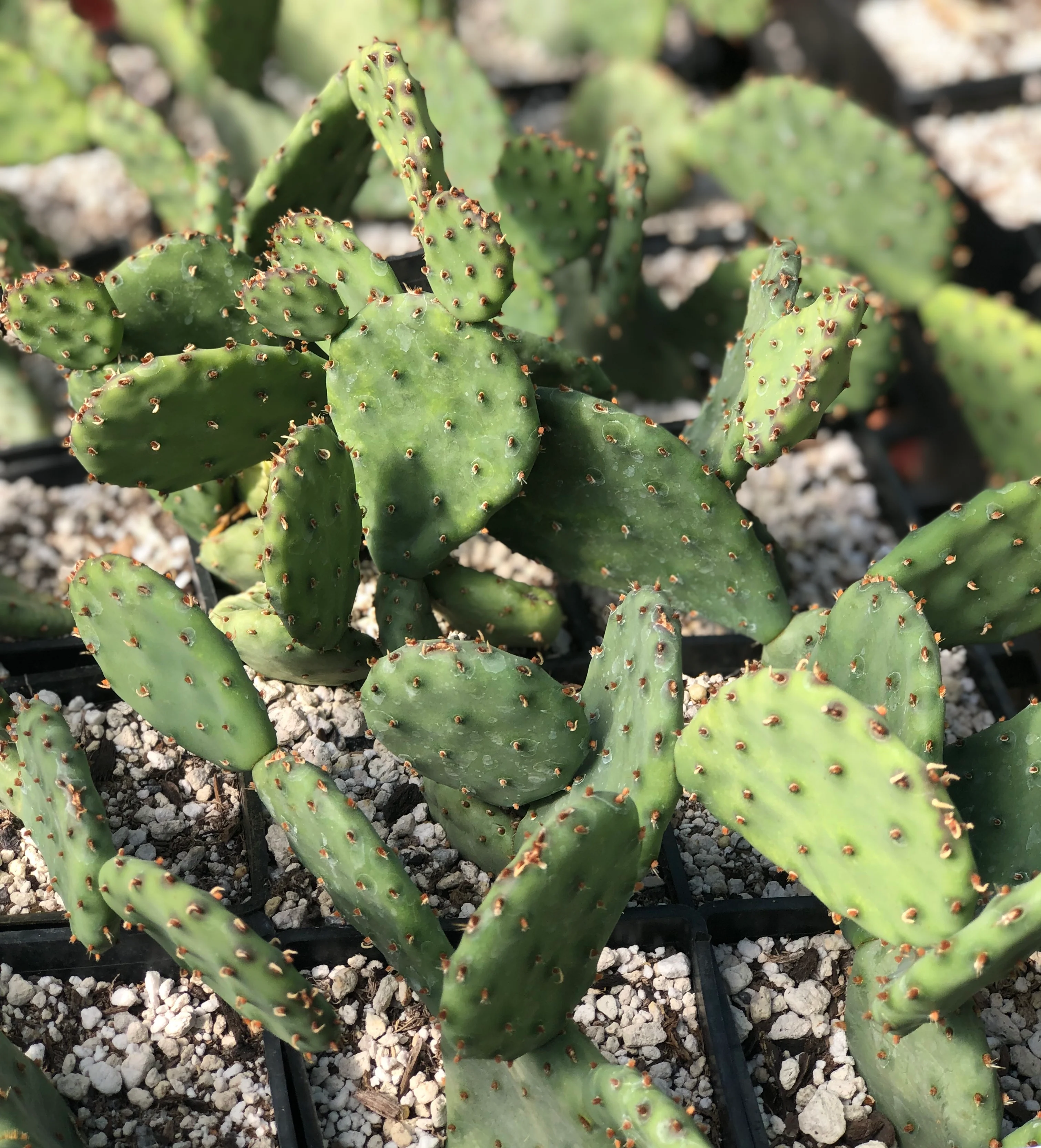 Opuntia humifusa x macrorhiza - Image 3