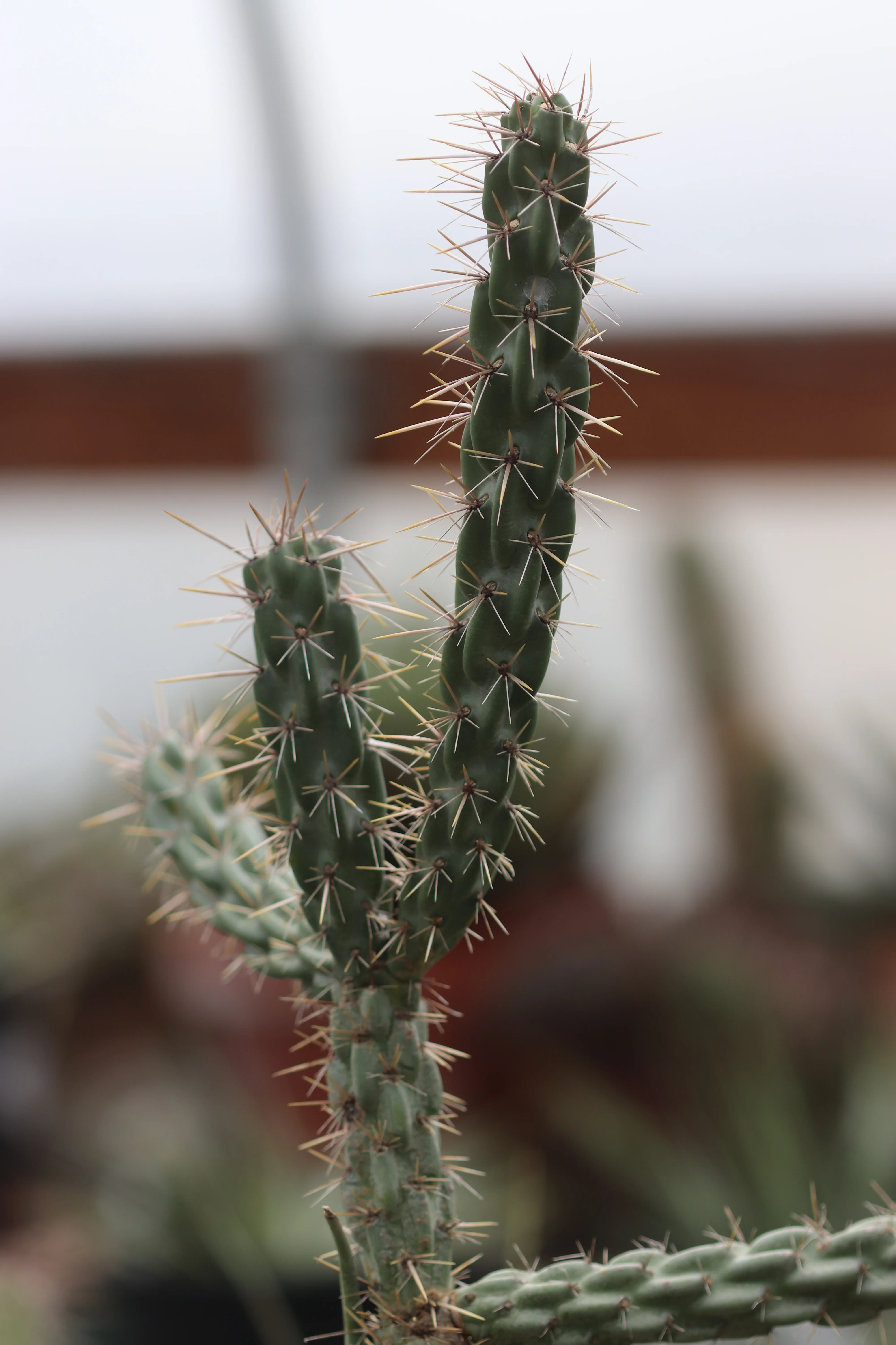 *RETAIL - Opuntia imbricata 'Guadalupe' - Image 2