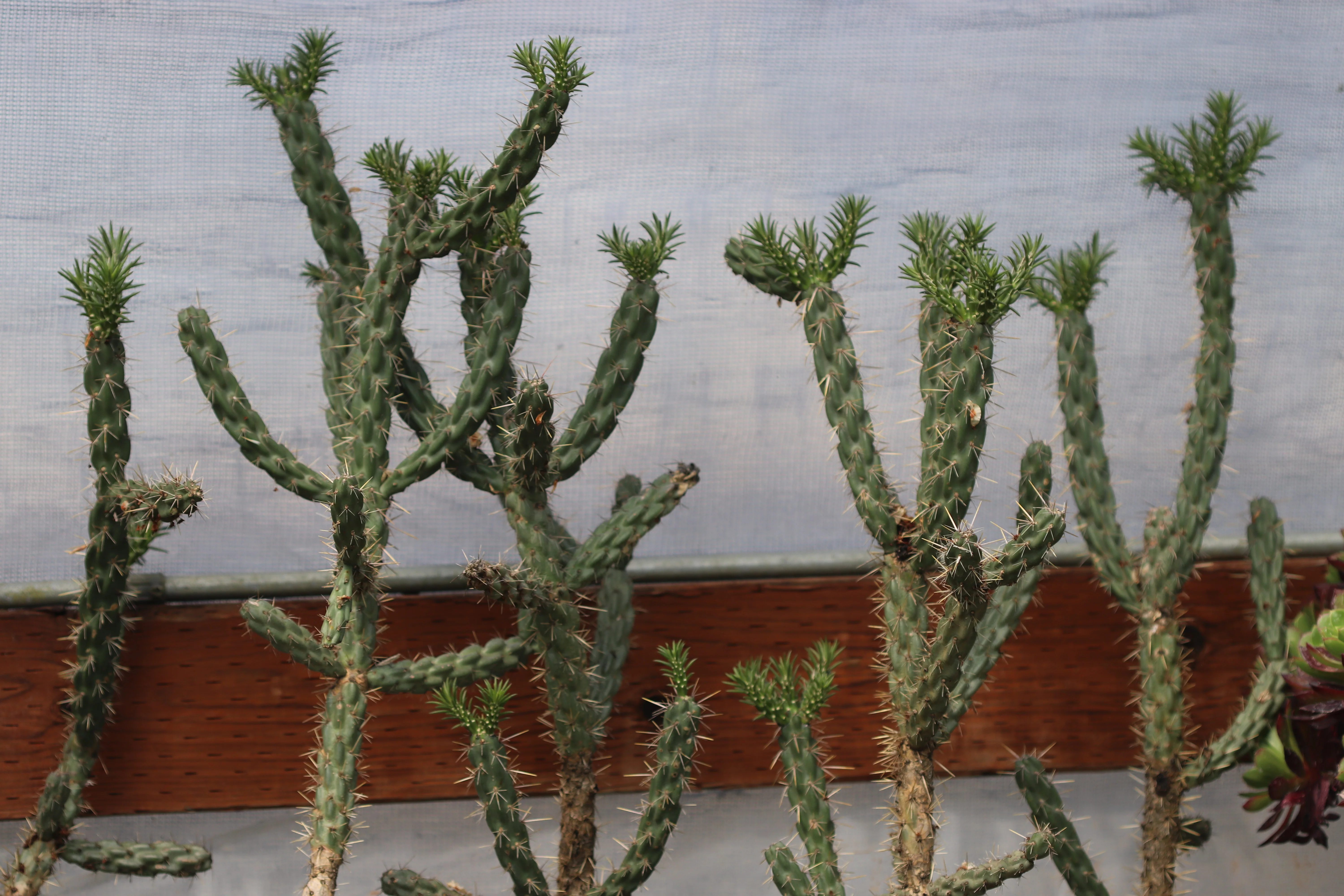 *RETAIL - Opuntia imbricata 'Guadalupe' - Image 3