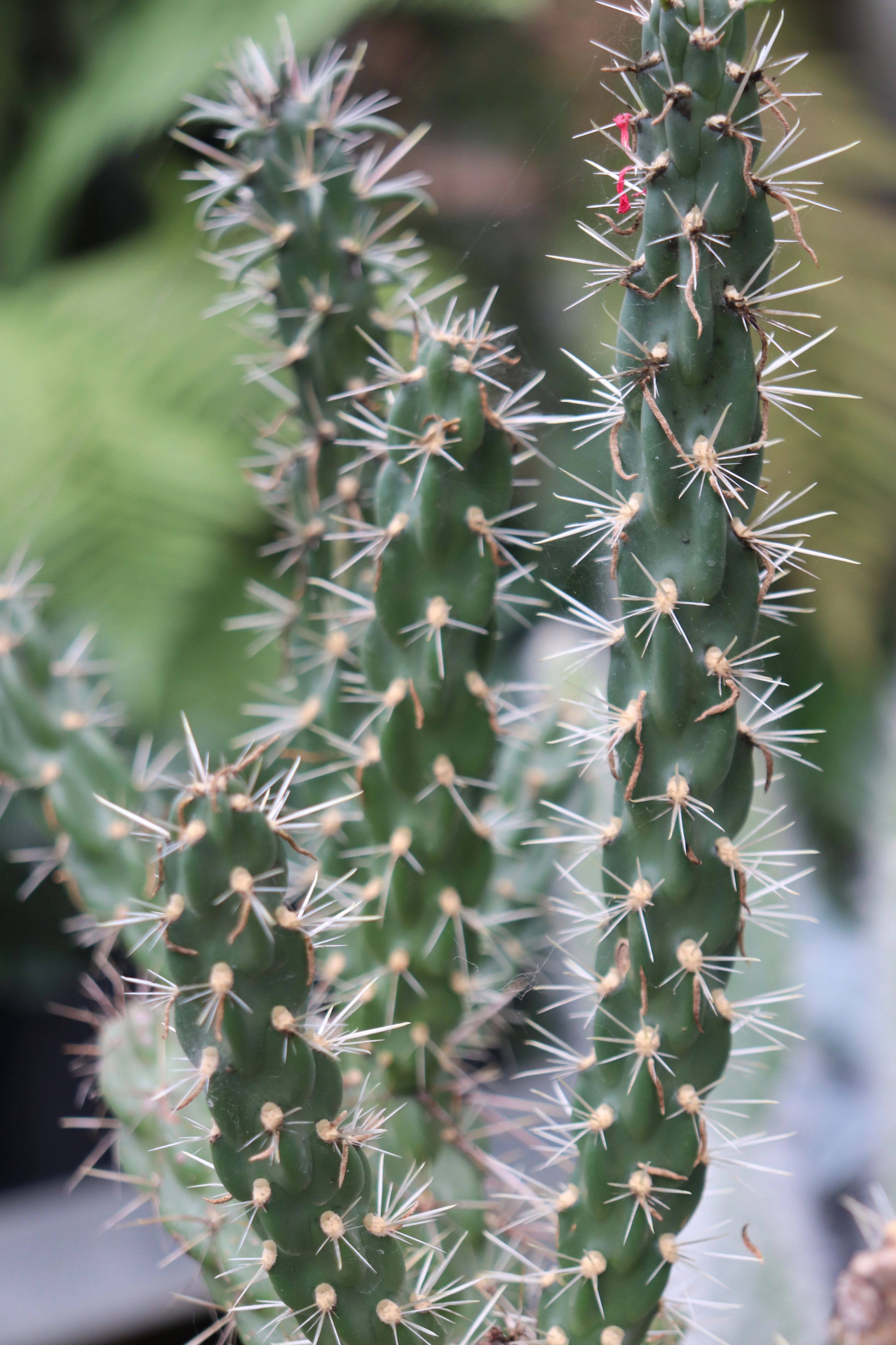Opuntia imbricata ‘Tim’s Purple’