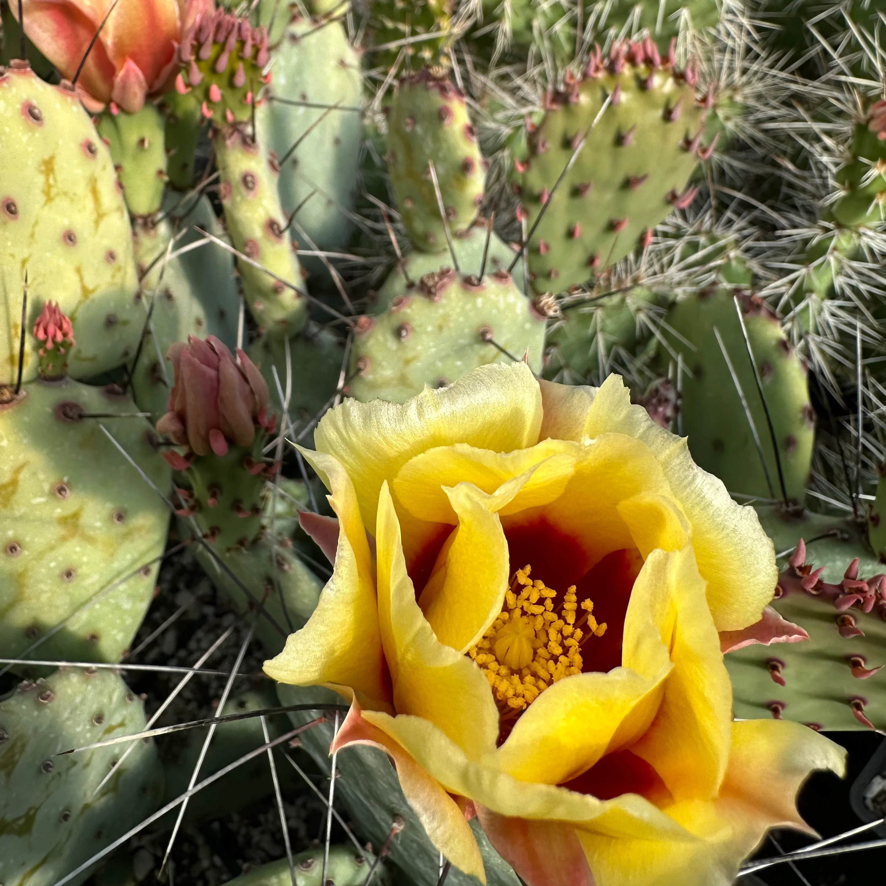 Opuntia macrocentra - Image 2