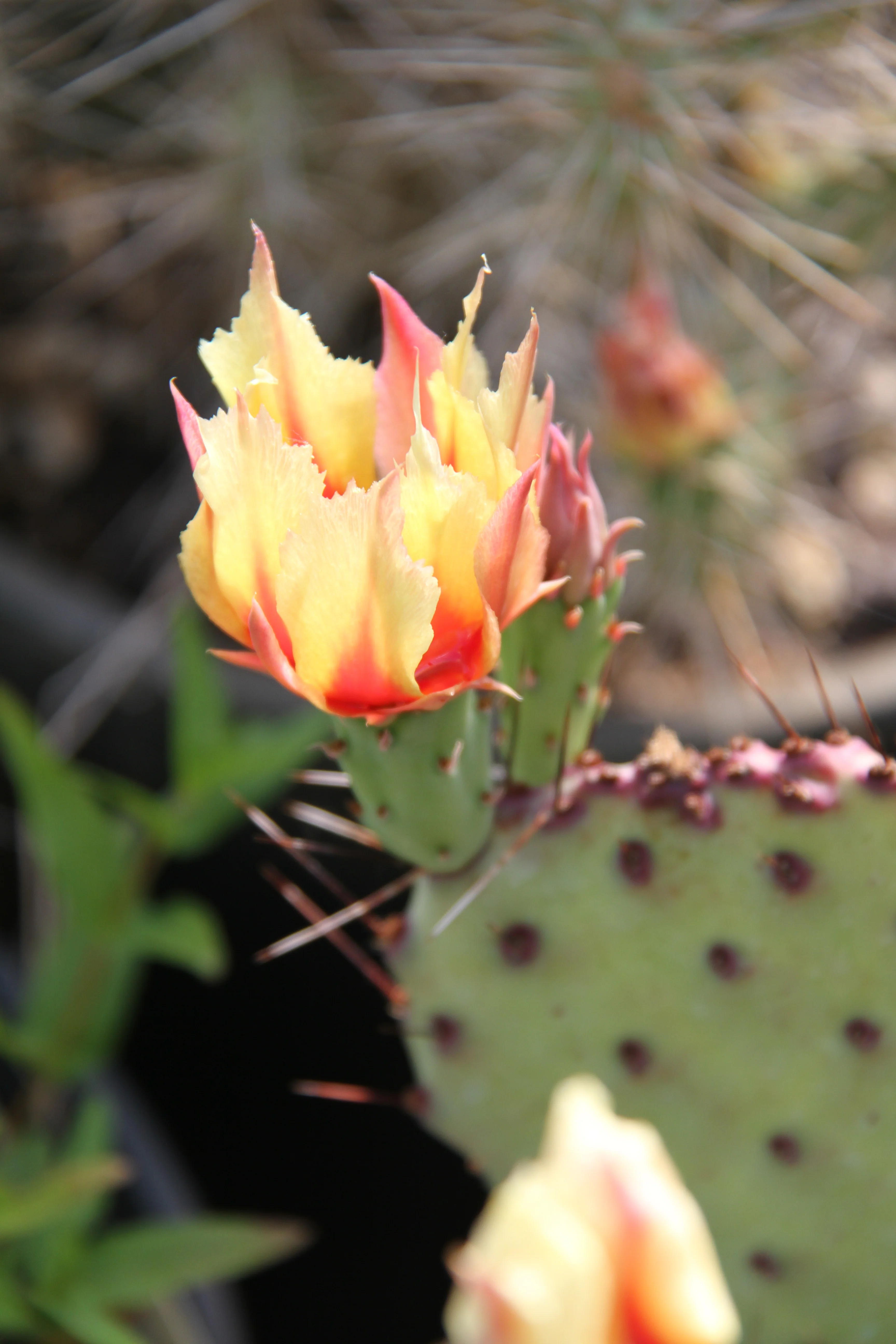 Opuntia macrocentra - Image 3