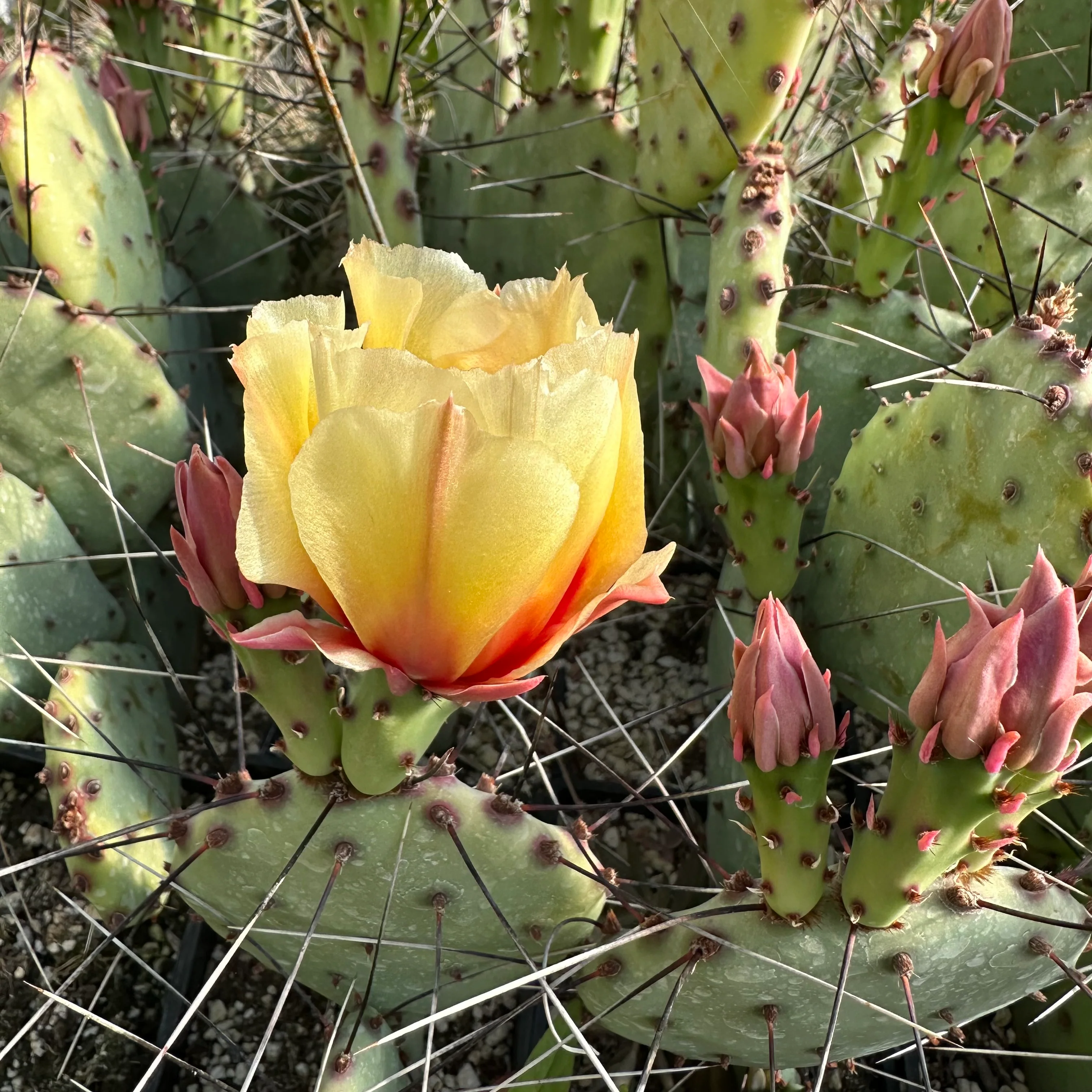 Opuntia macrocentra - Image 4