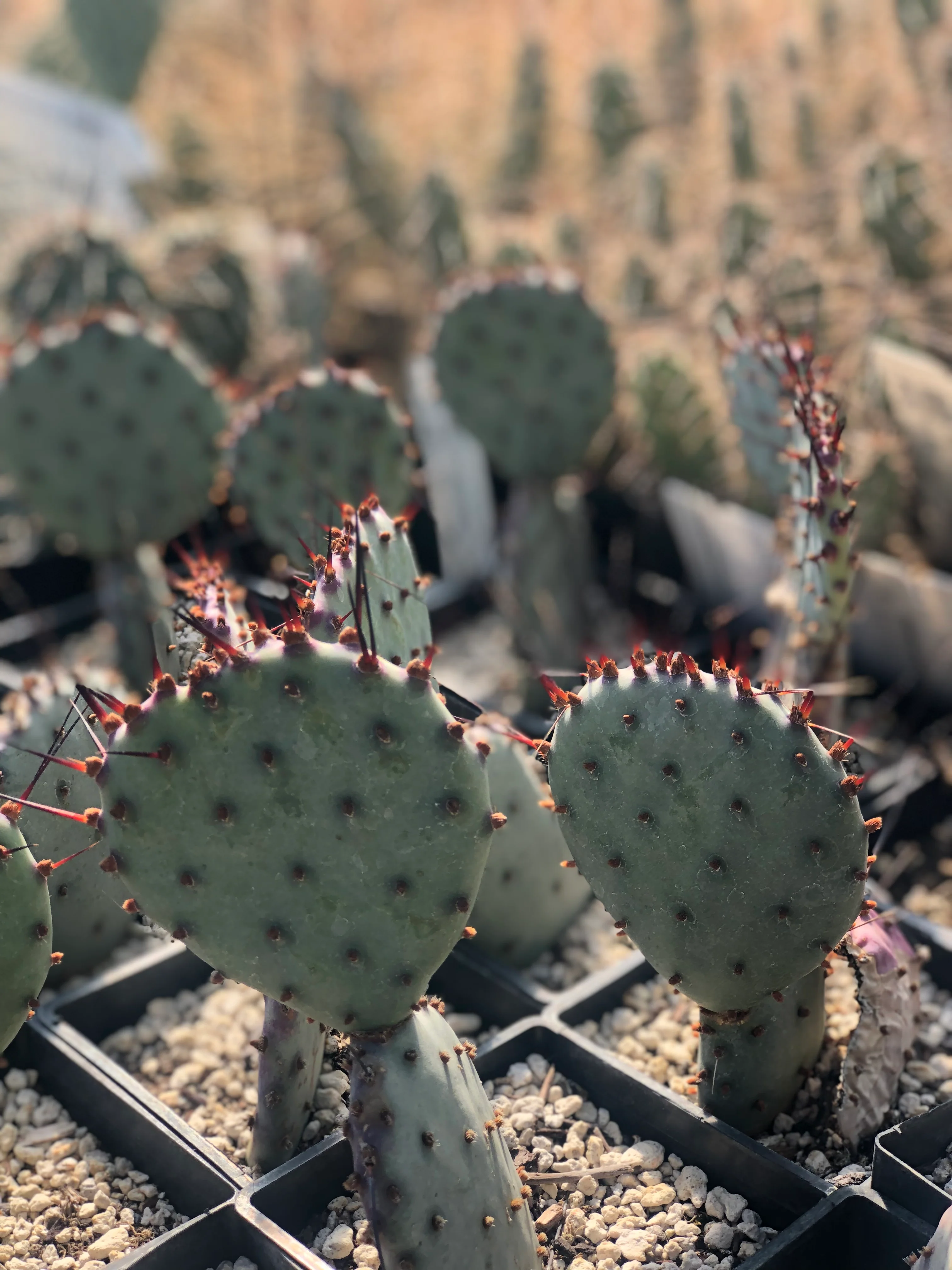 Opuntia macrocentra 'Backlash' - Image 2