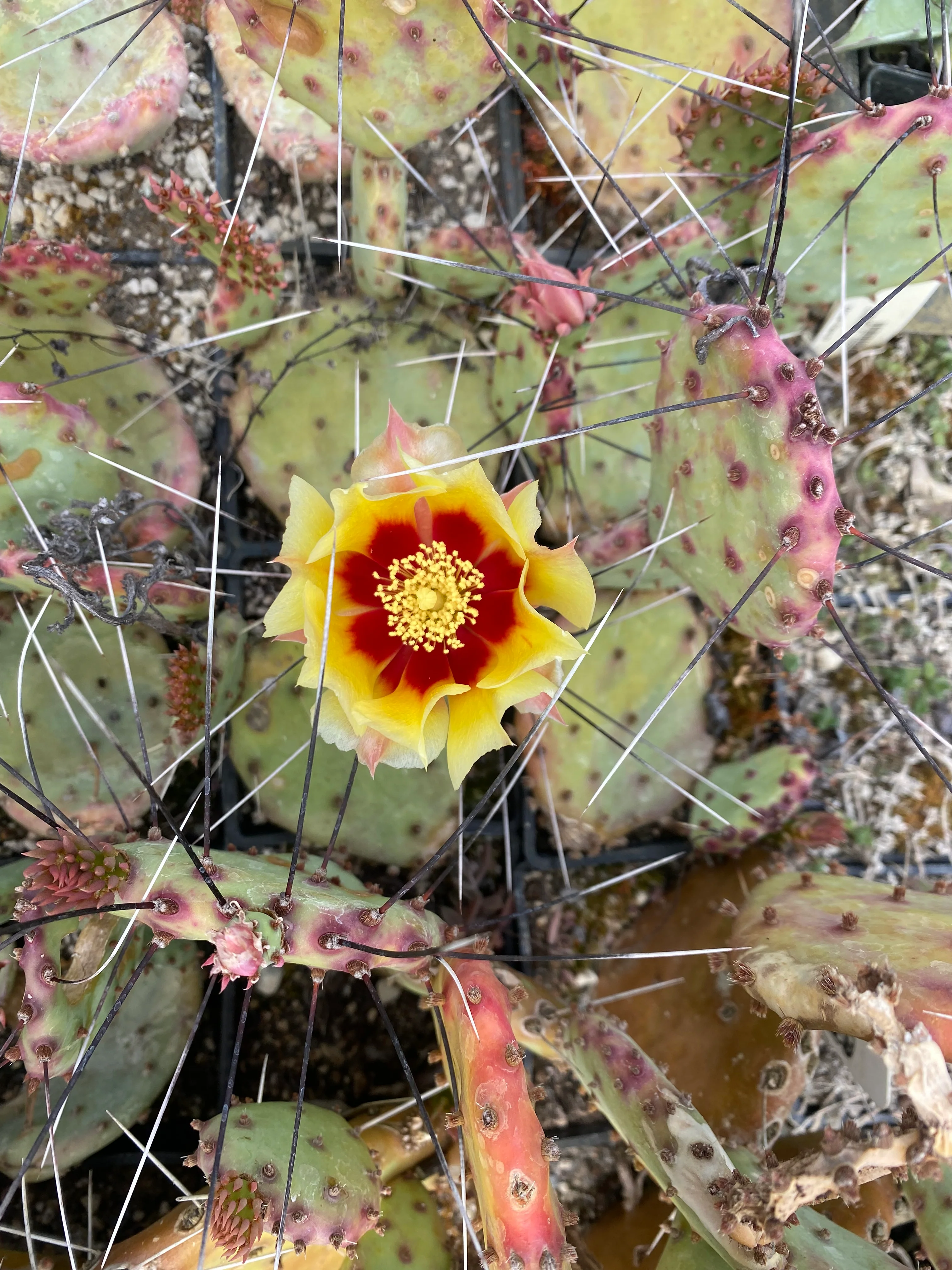 Opuntia macrocentra [Linda Callahan] - Image 2