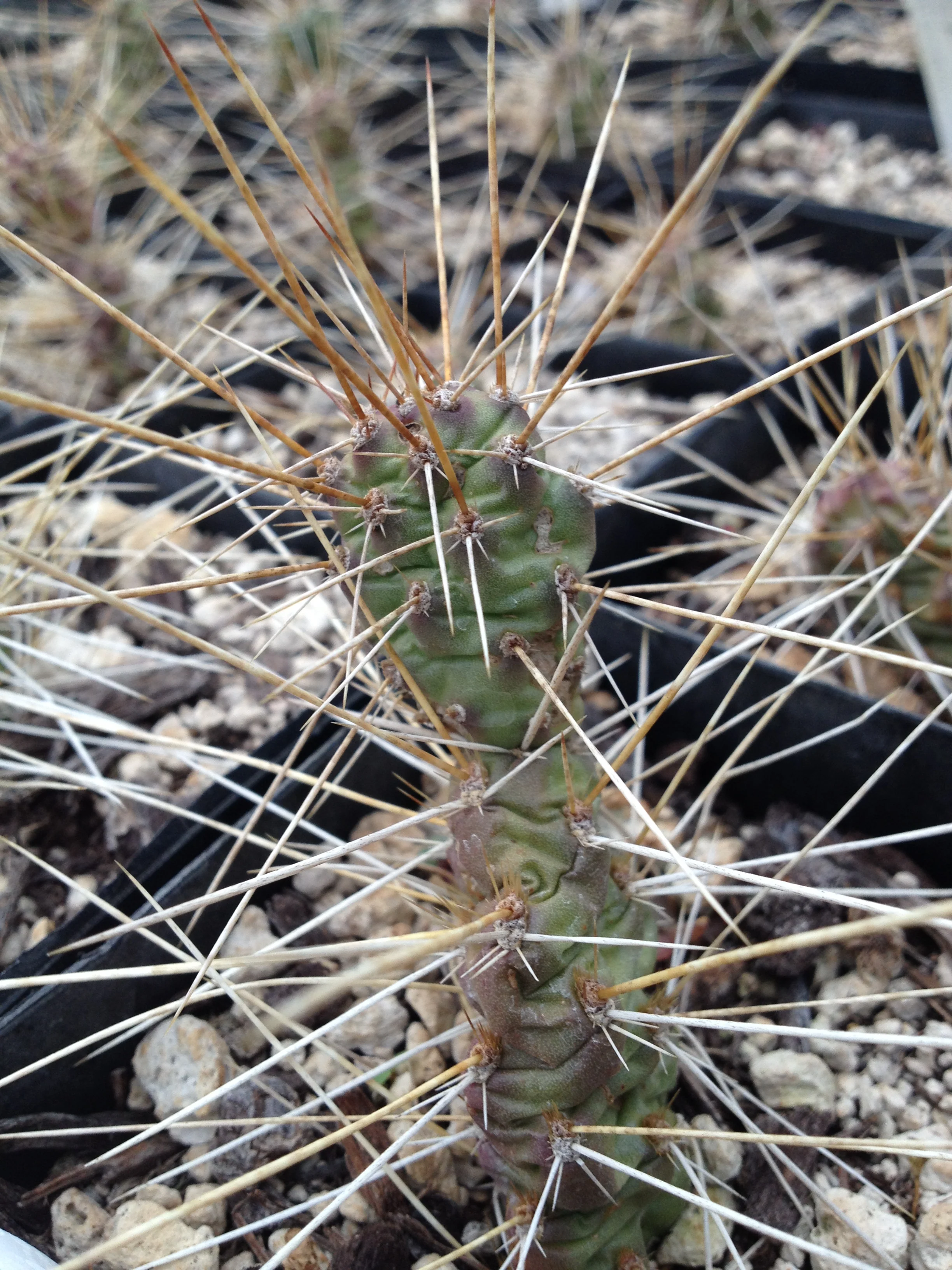 Opuntia 'Metolius'