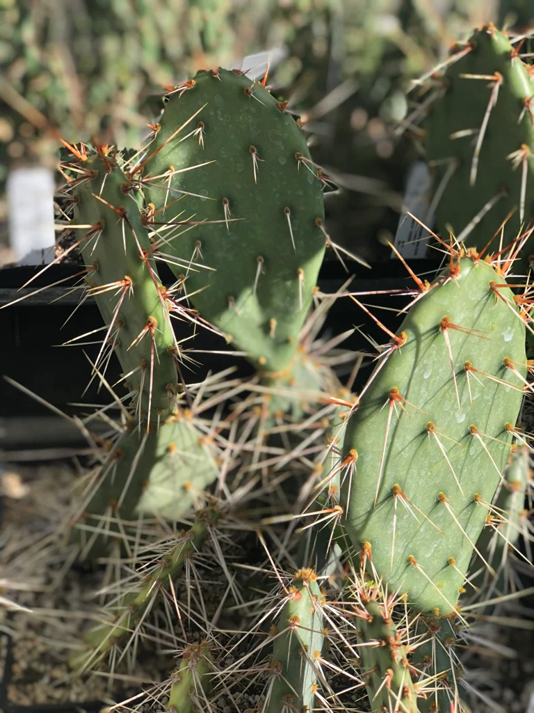 Opuntia phaeacantha - St. George, UT - Image 2