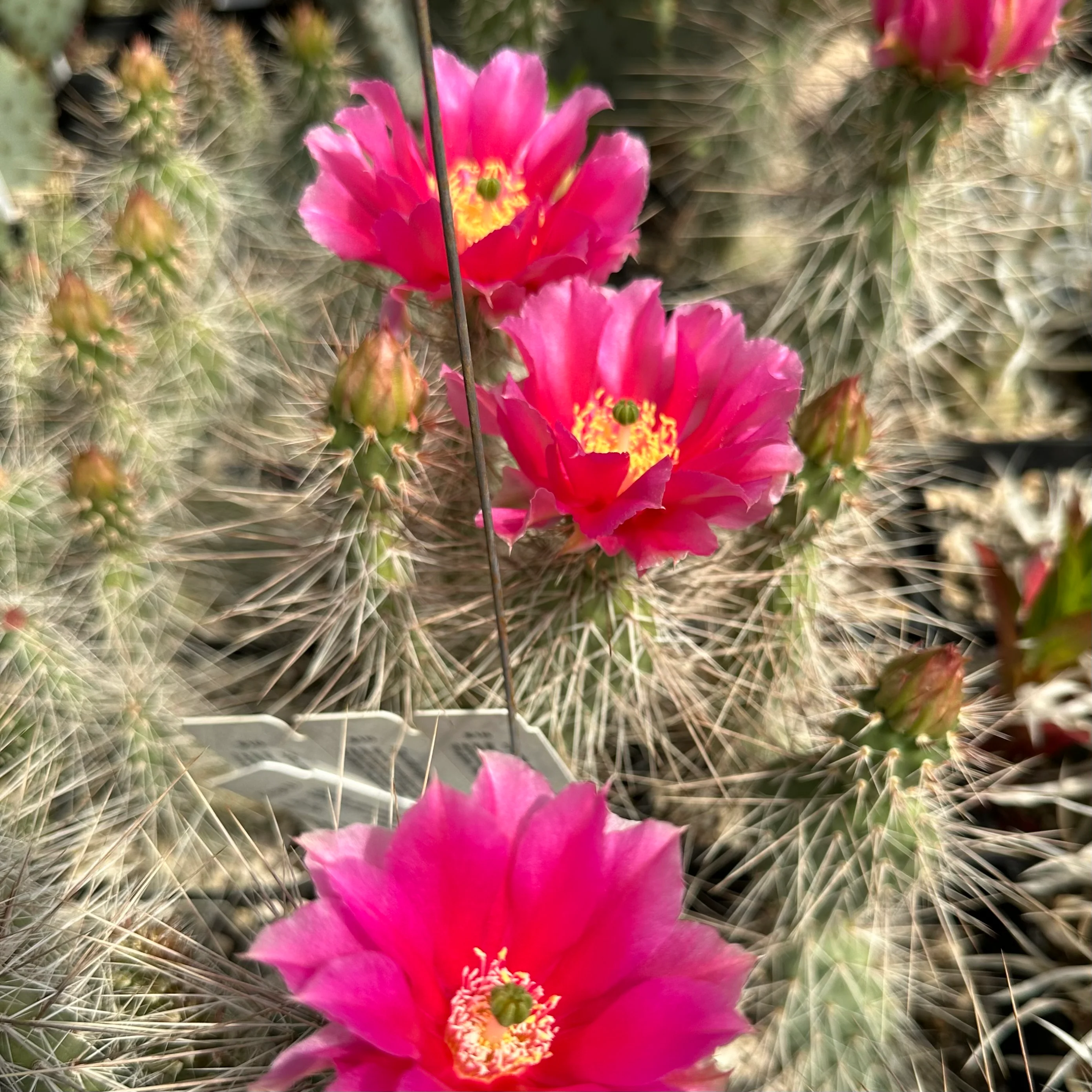 Opuntia polyacantha 'Browse Pink' - Image 2