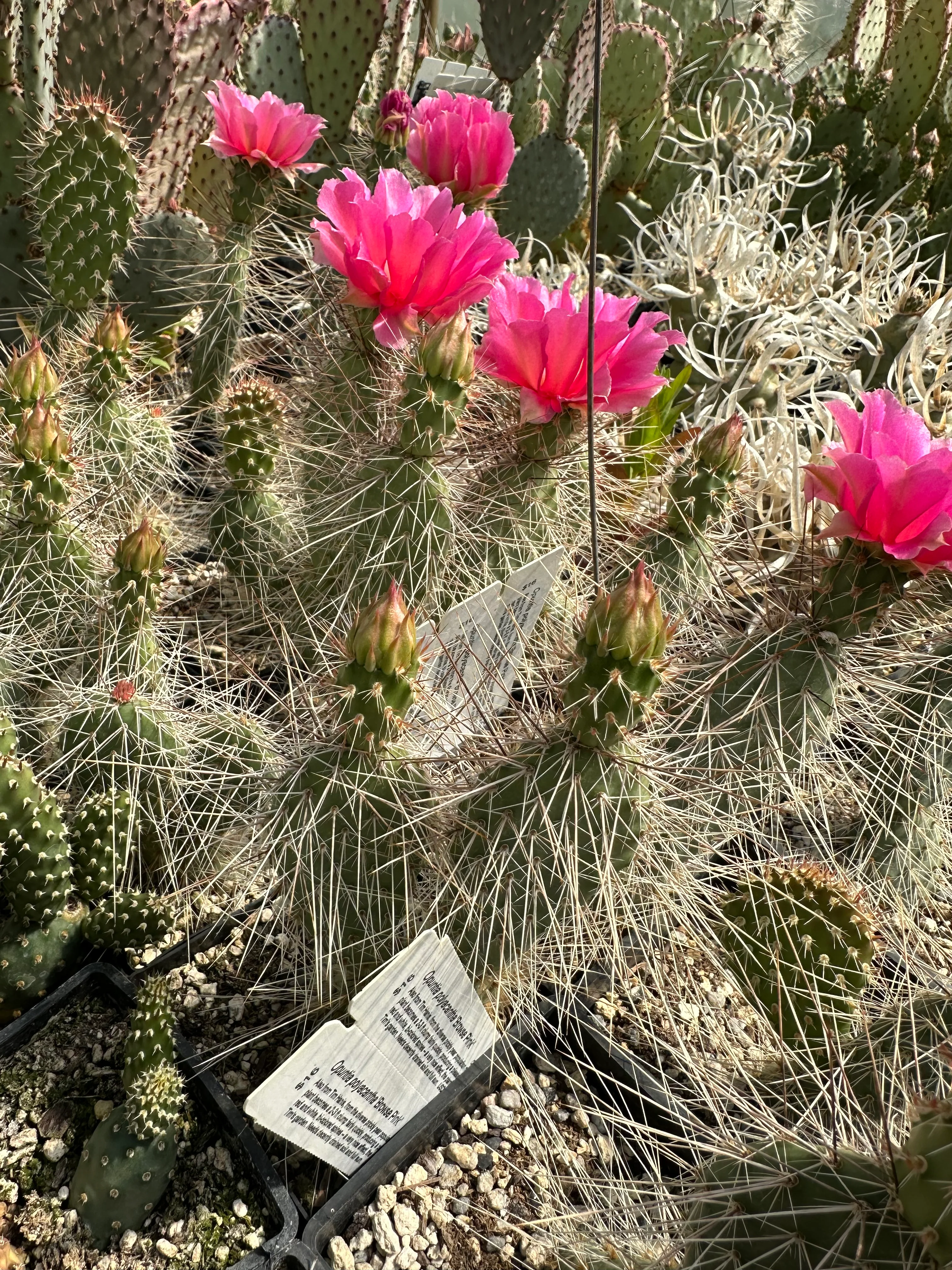 Opuntia polyacantha 'Browse Pink' - Image 3
