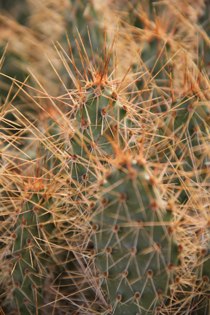 Opuntia polyacantha SBH 7505b