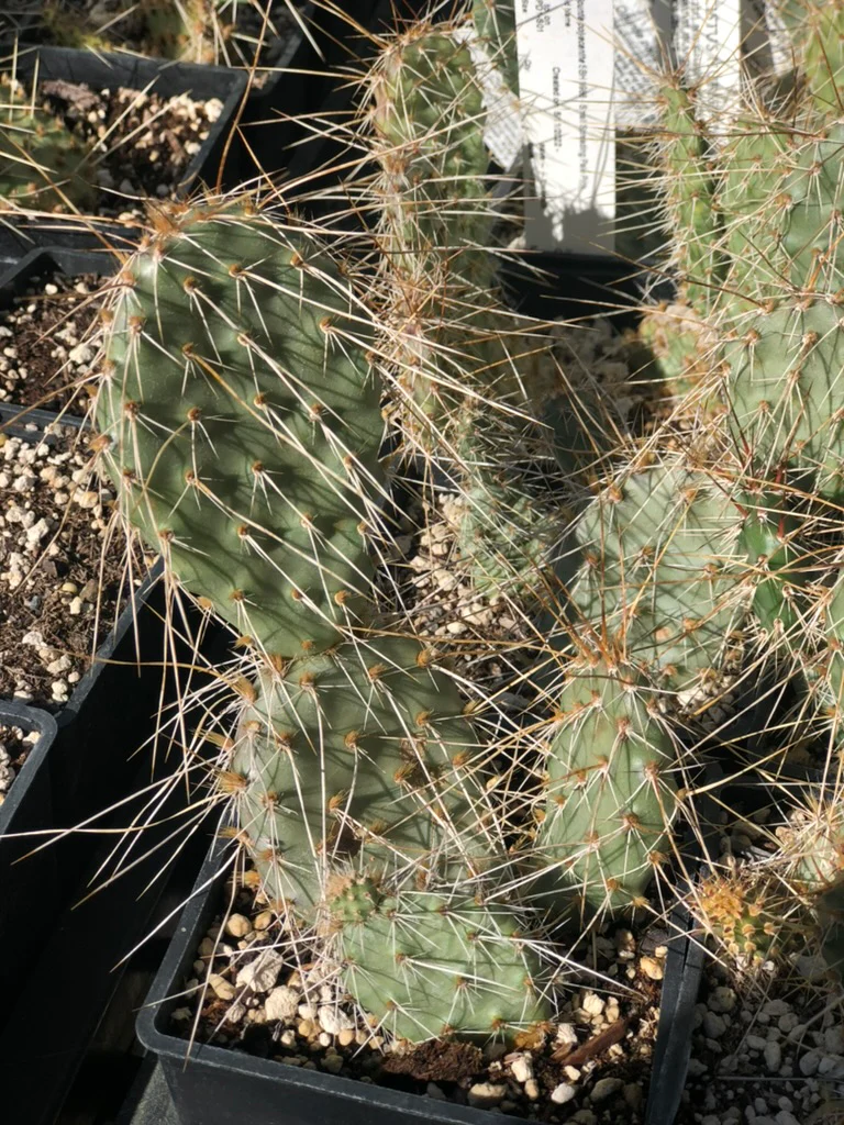 Opuntia polyacantha SBH 9988 - Small Spreading Pale Pink - Image 2