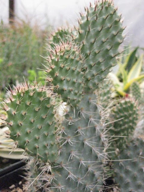 Opuntia polyacantha x erinacea var. columbiana SBH 7524