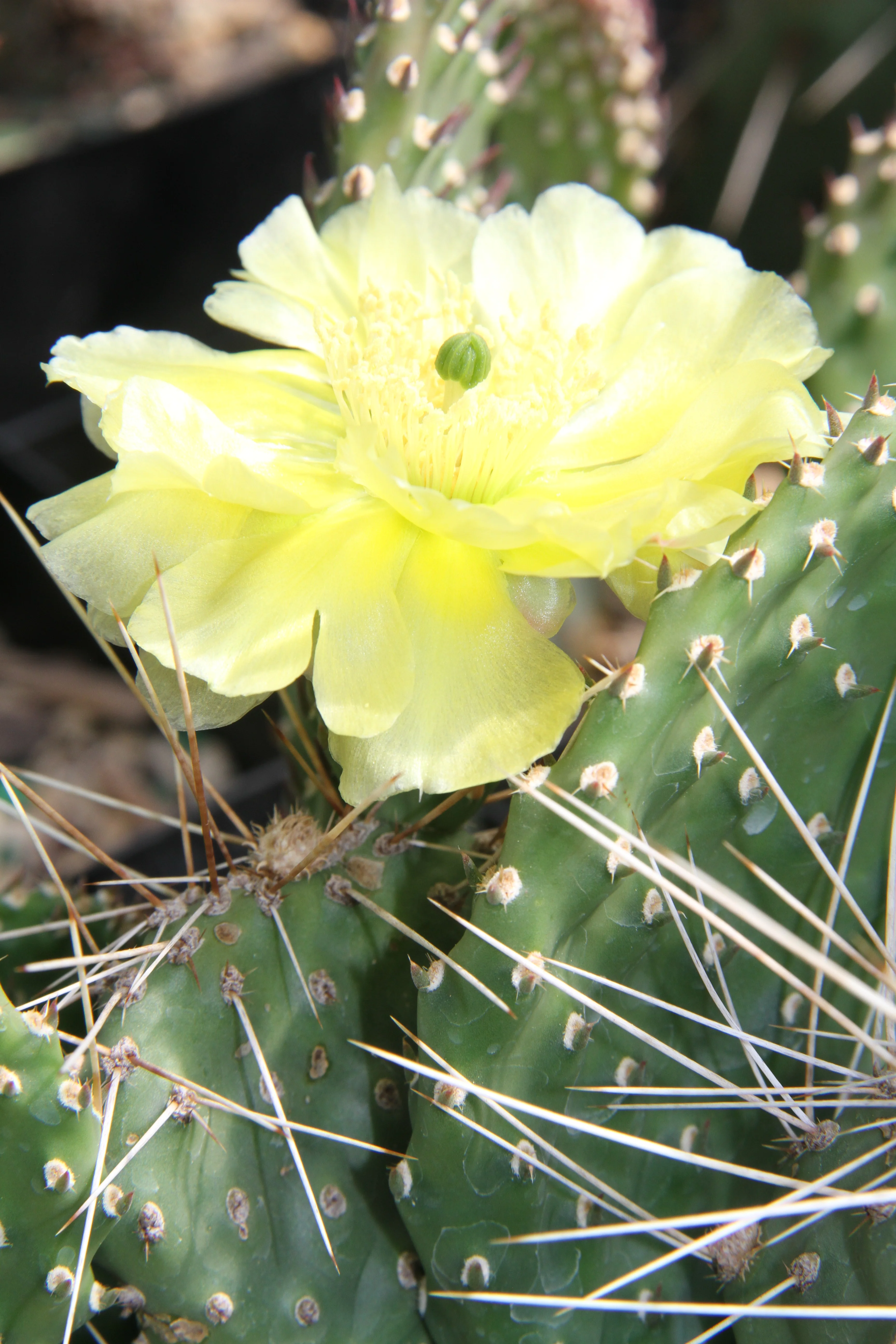 Opuntia potsii var. montana