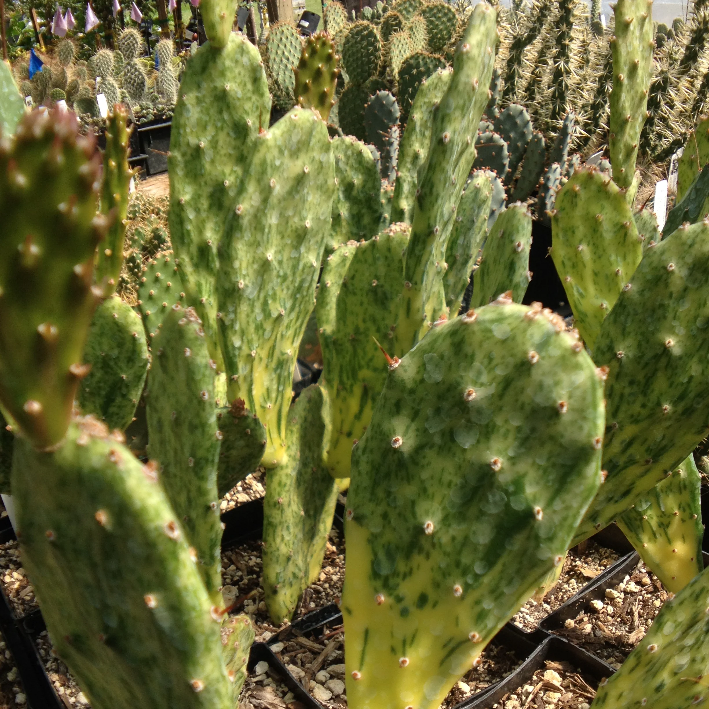 Opuntia cochenillifera 'Sunset' - Image 3
