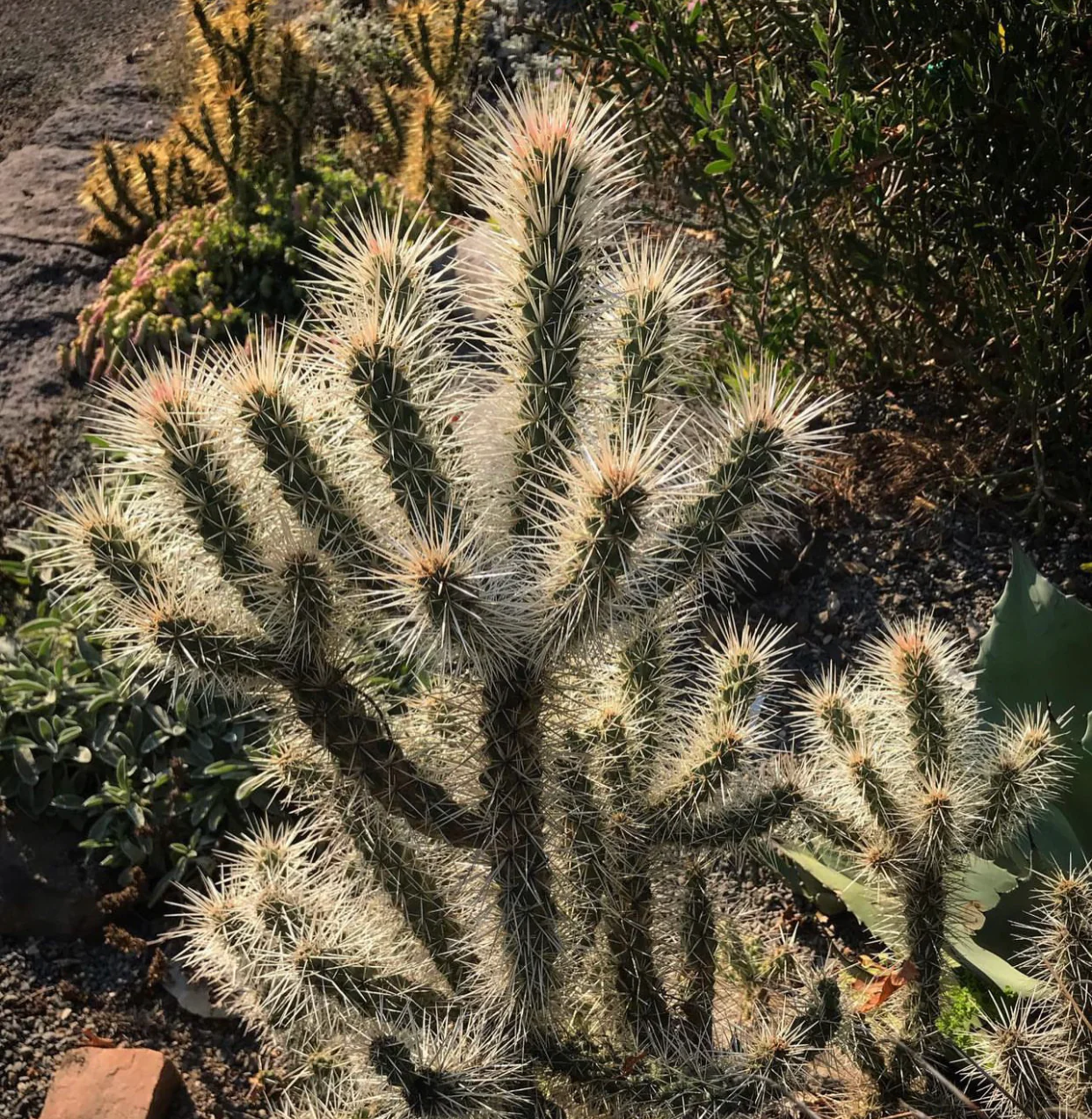 Opuntia whipplei 'Snow Leopard' - Image 2