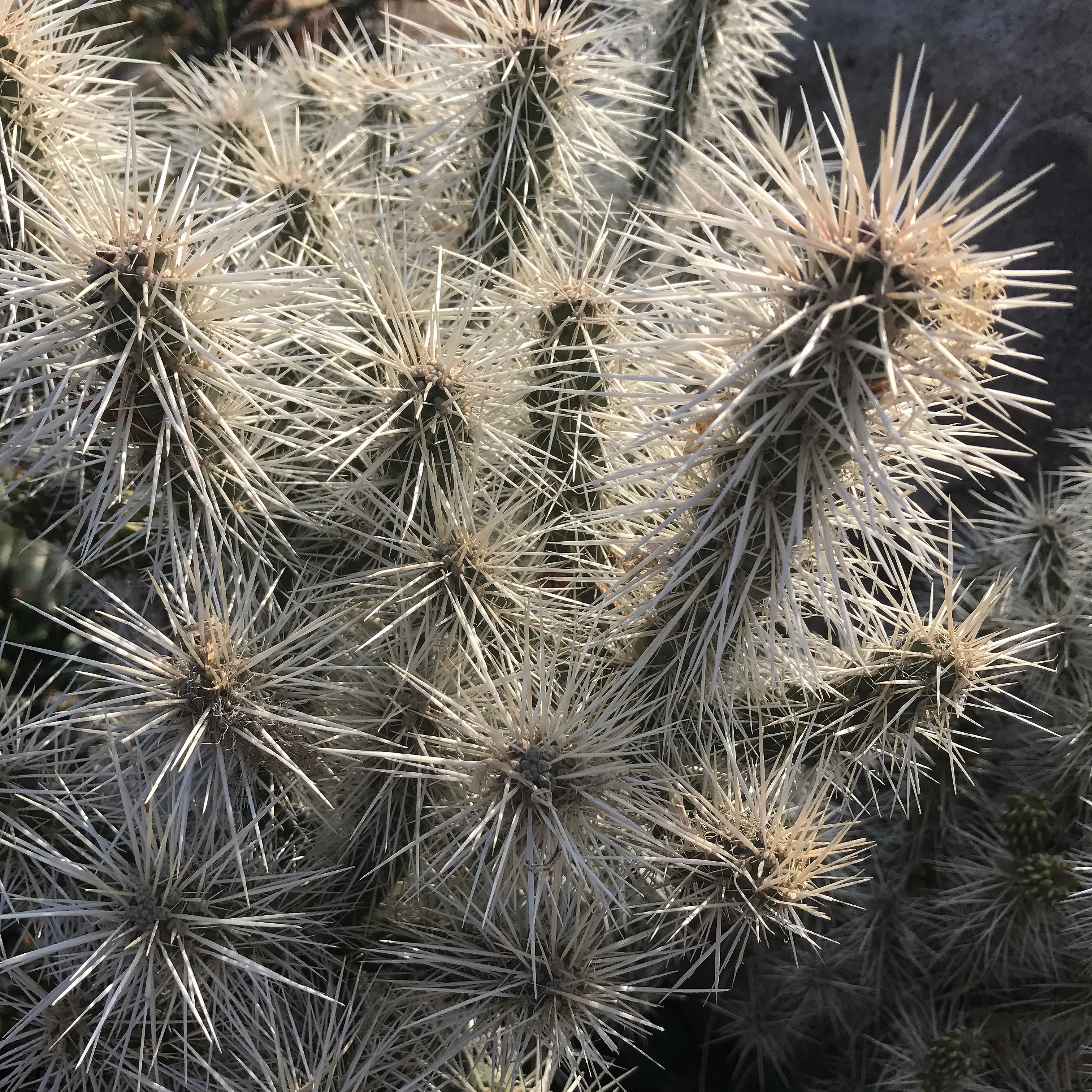 Opuntia whipplei 'Snow Leopard' - Image 3