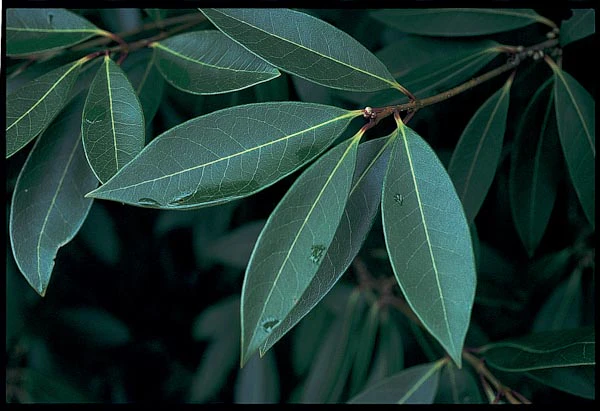 *RETAIL - Osmanthus decorus - Image 2