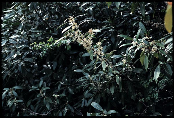 *RETAIL - Osmanthus decorus - Image 3