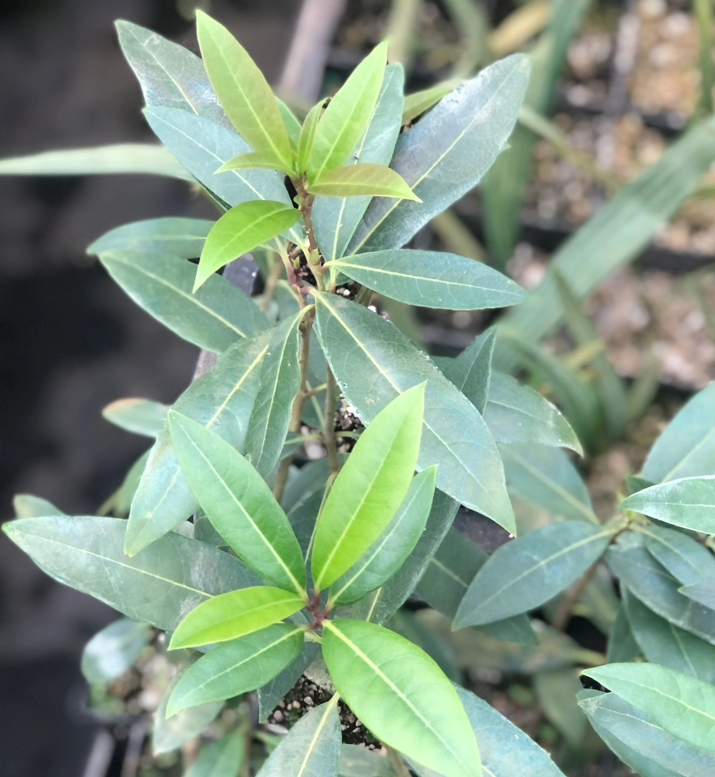 *RETAIL - Osmanthus decorus - Image 4