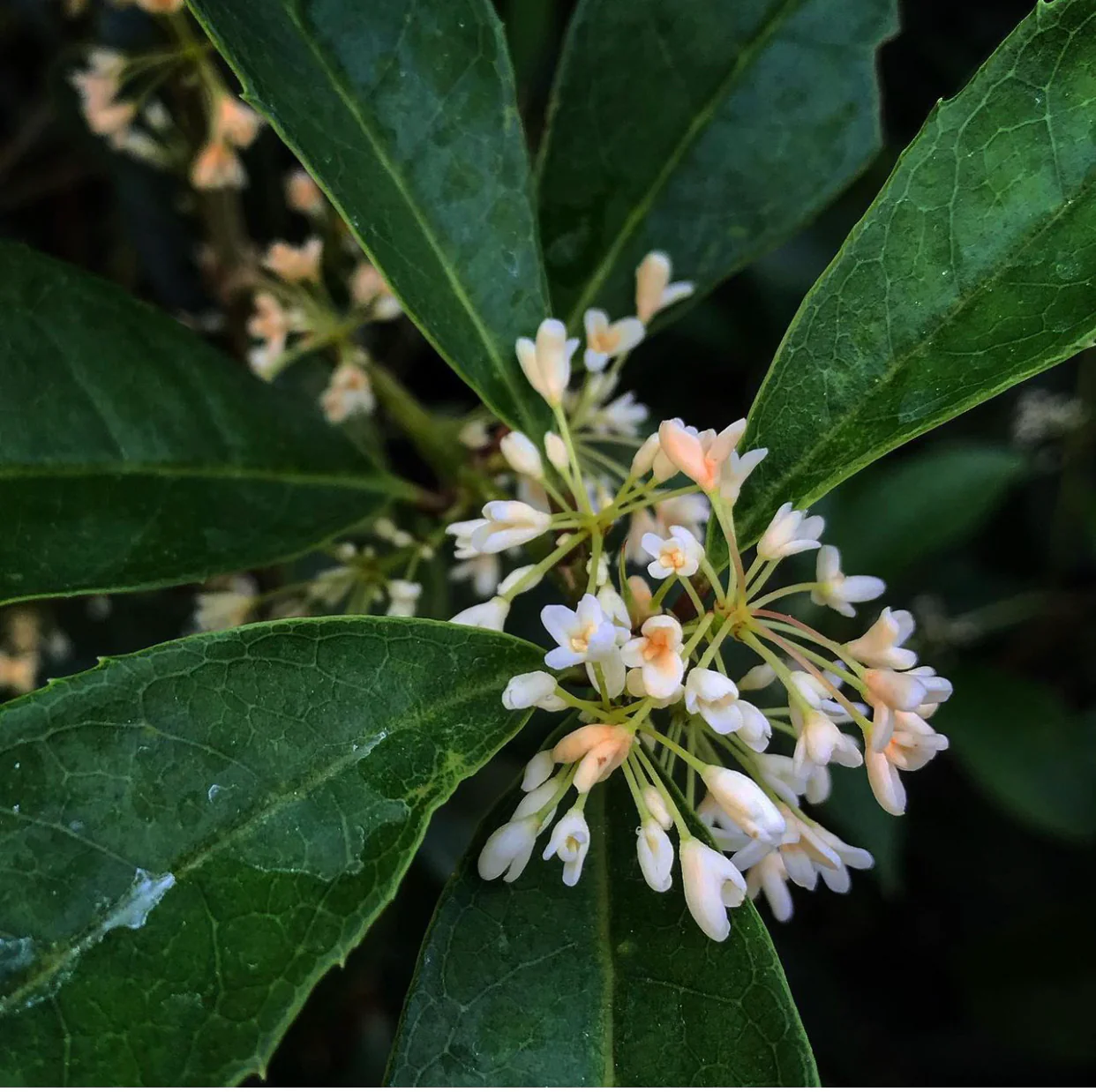 *RETAIL - Osmanthus fragrans 'Nanjing Beauty'