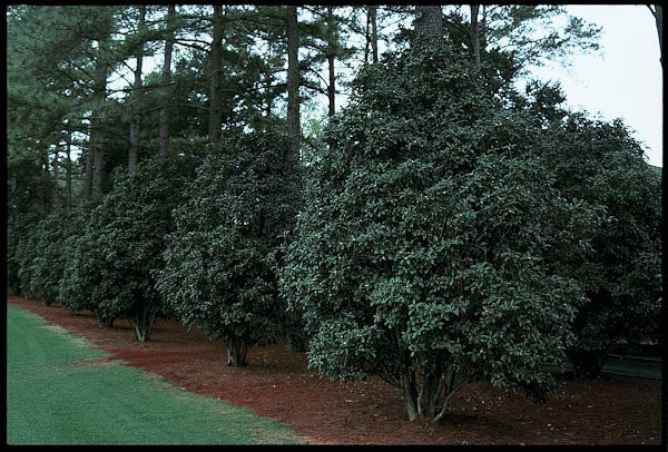 *RETAIL - Osmanthus fragrans 'Nanjing Beauty' - Image 2